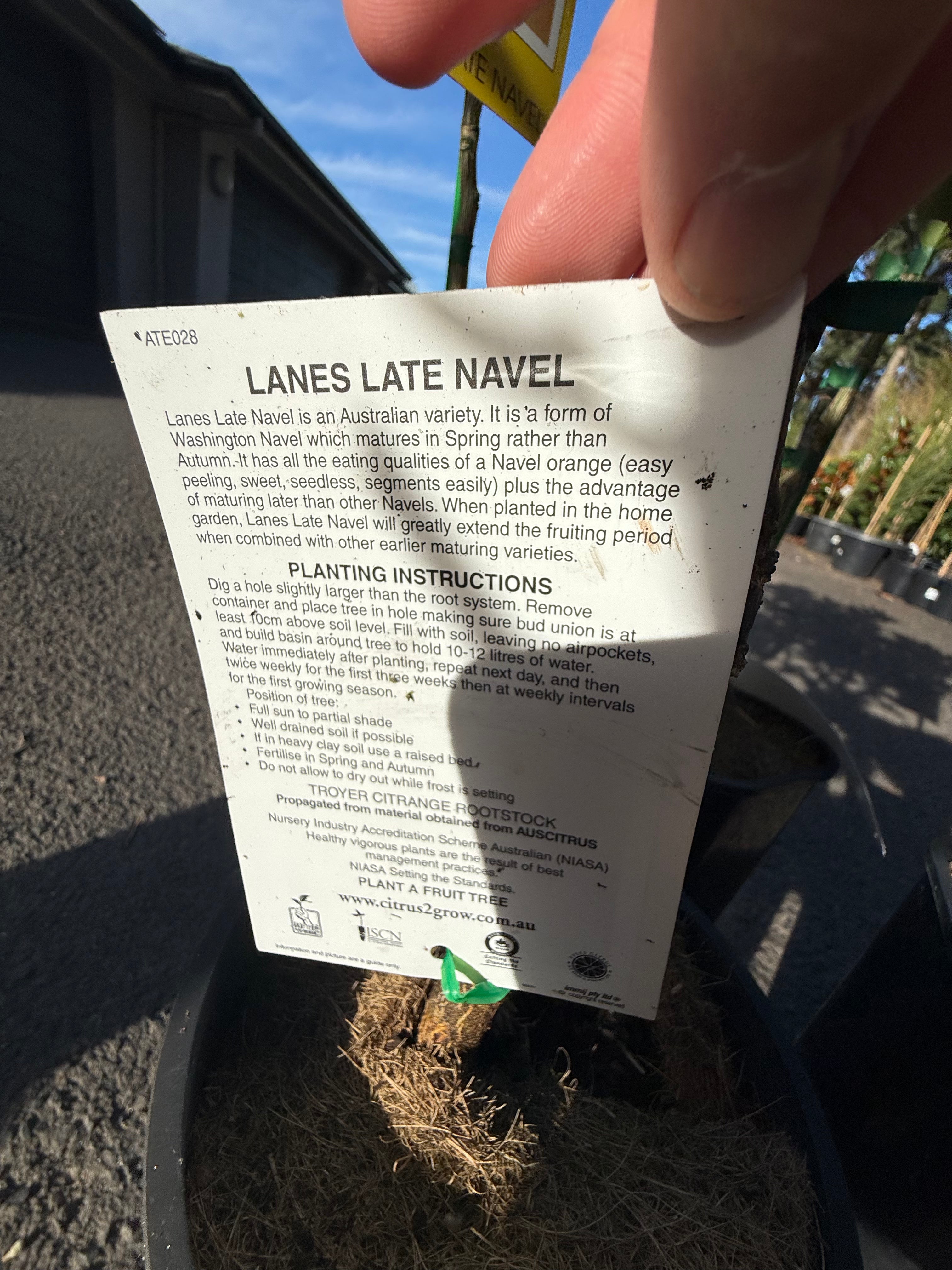 Lanes Late Navel Tree