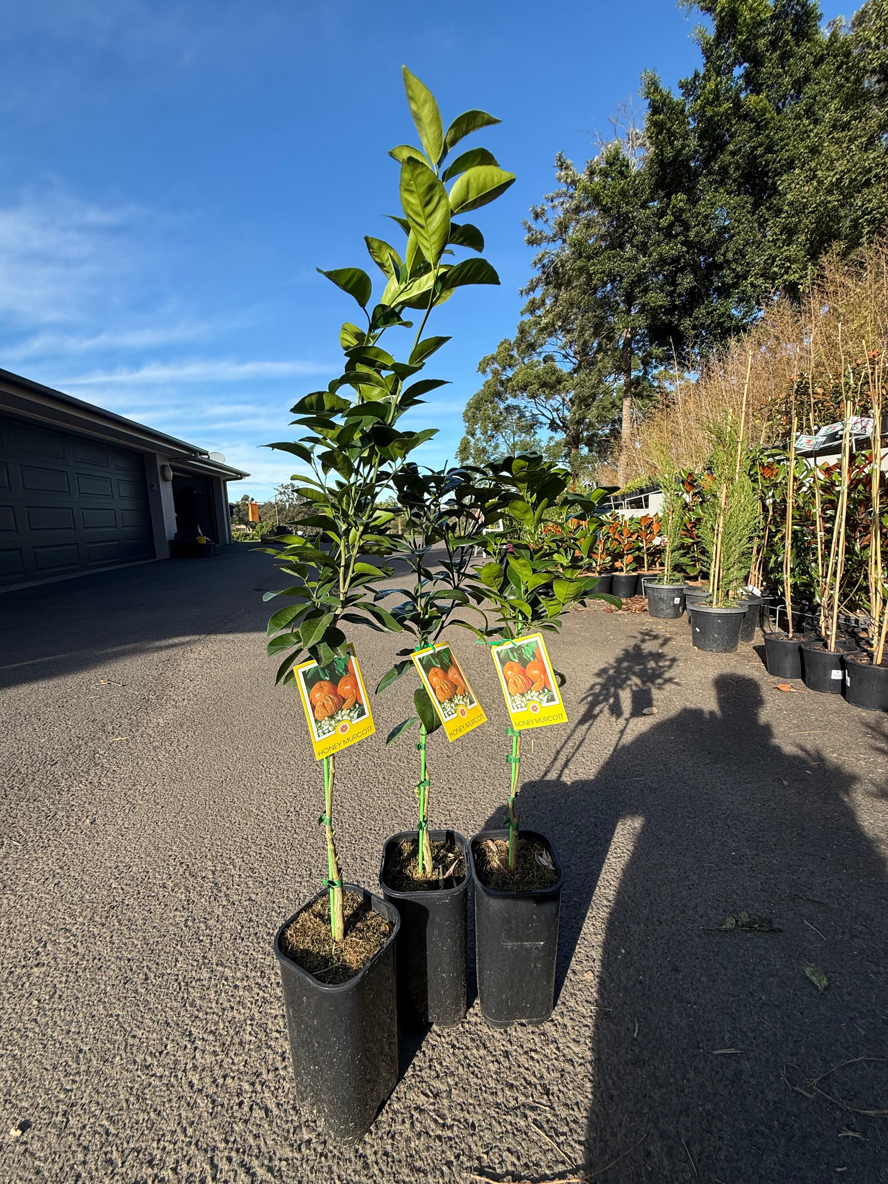 Honey Murcott Mandarin Tree