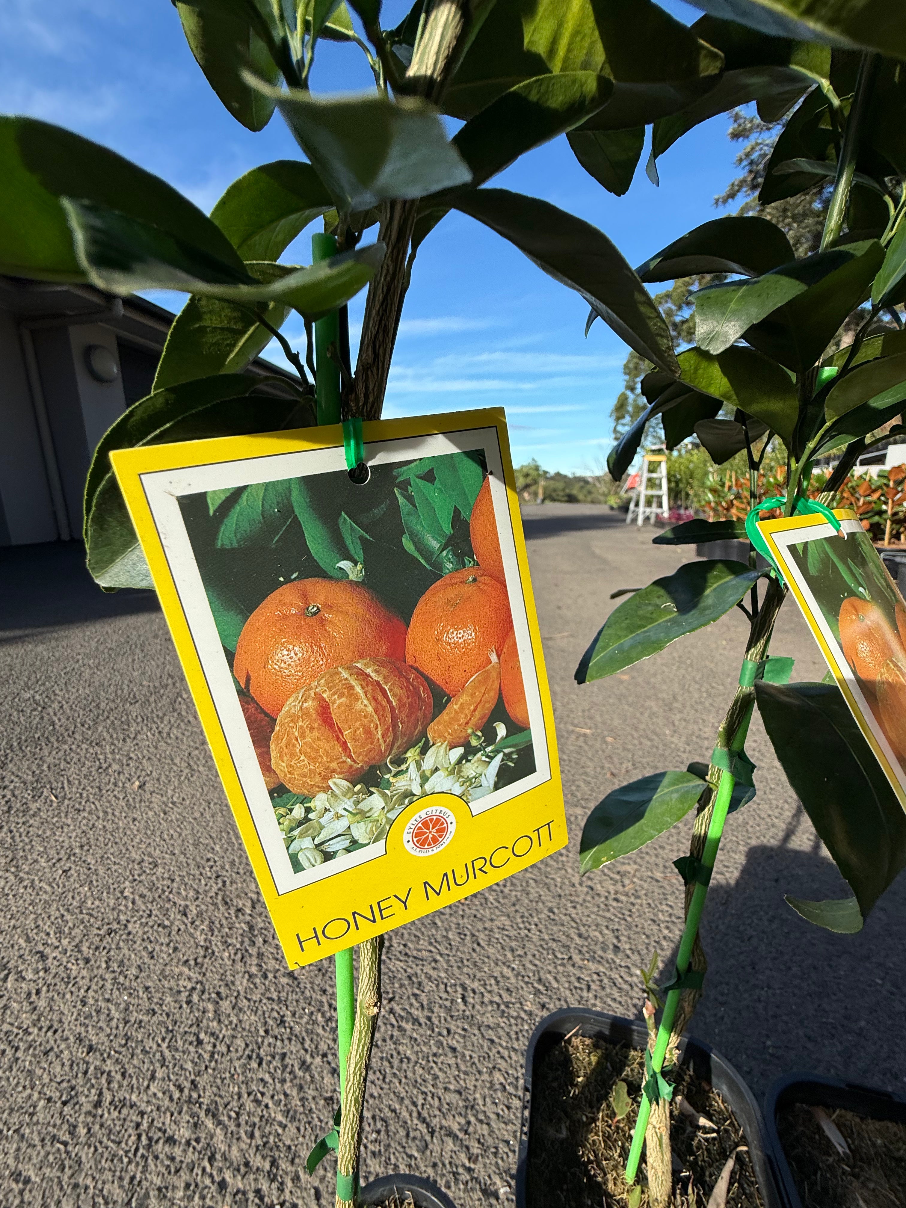 Honey Murcott Mandarin Tree