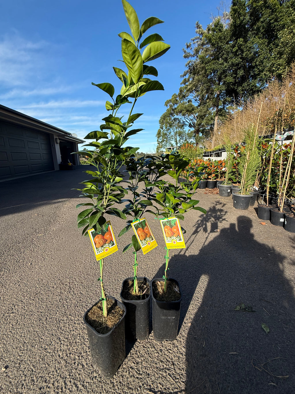 Honey Murcott Mandarin Tree
