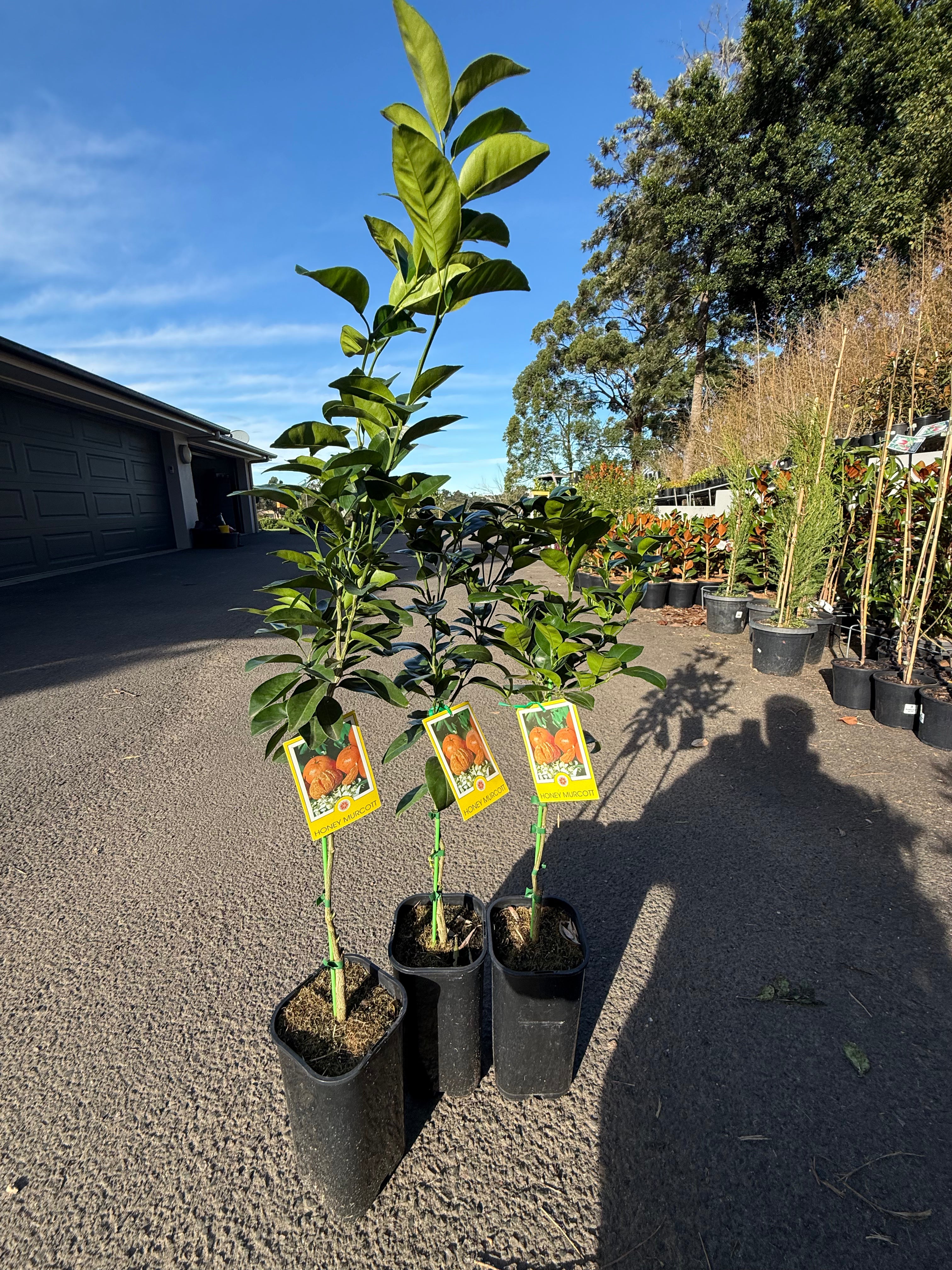 Honey Murcott Mandarin Tree