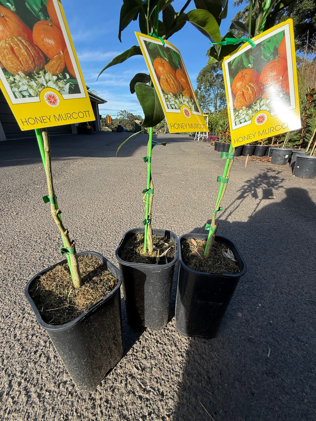 Honey Murcott Mandarin Tree