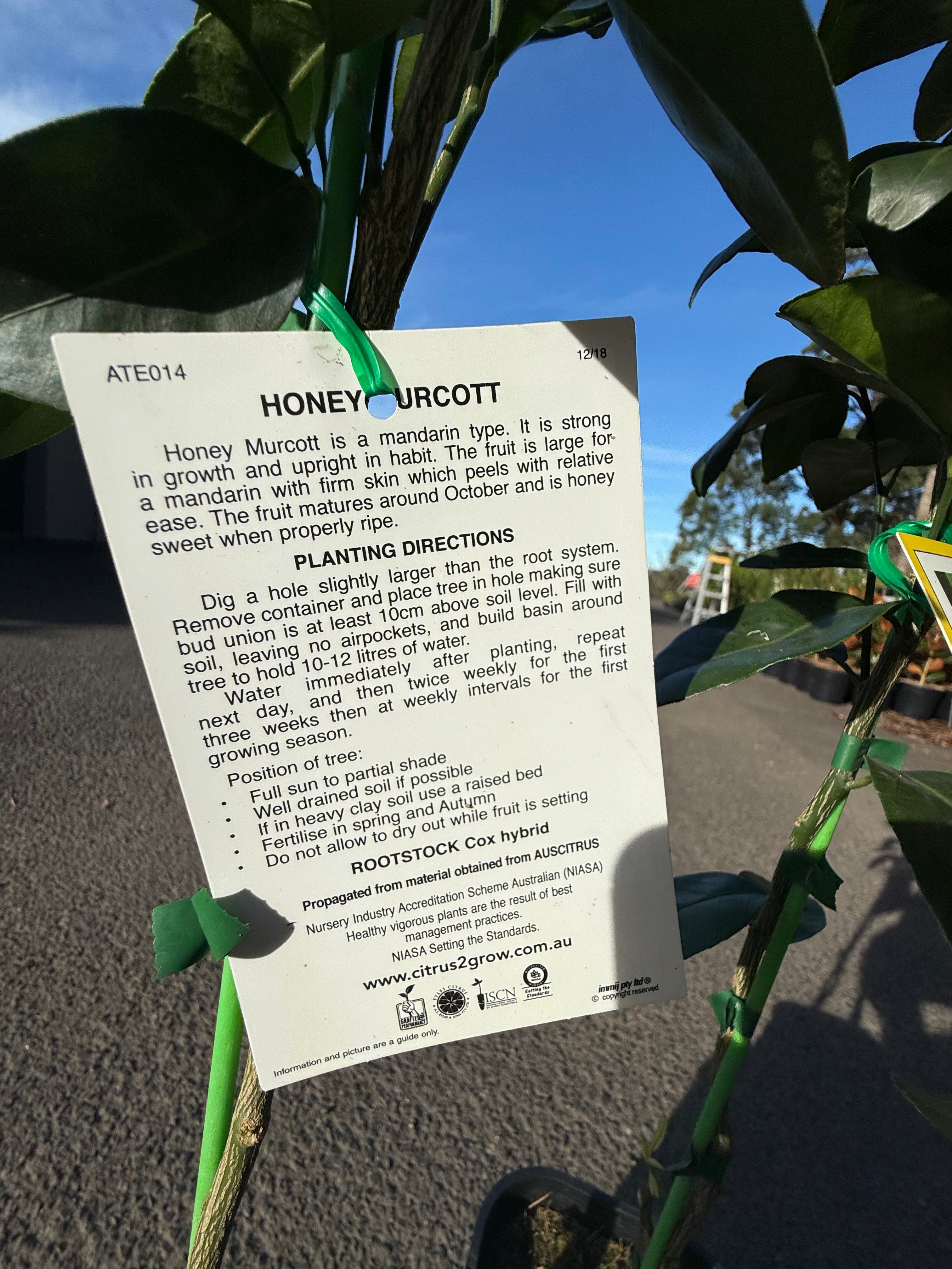 Honey Murcott Mandarin Tree