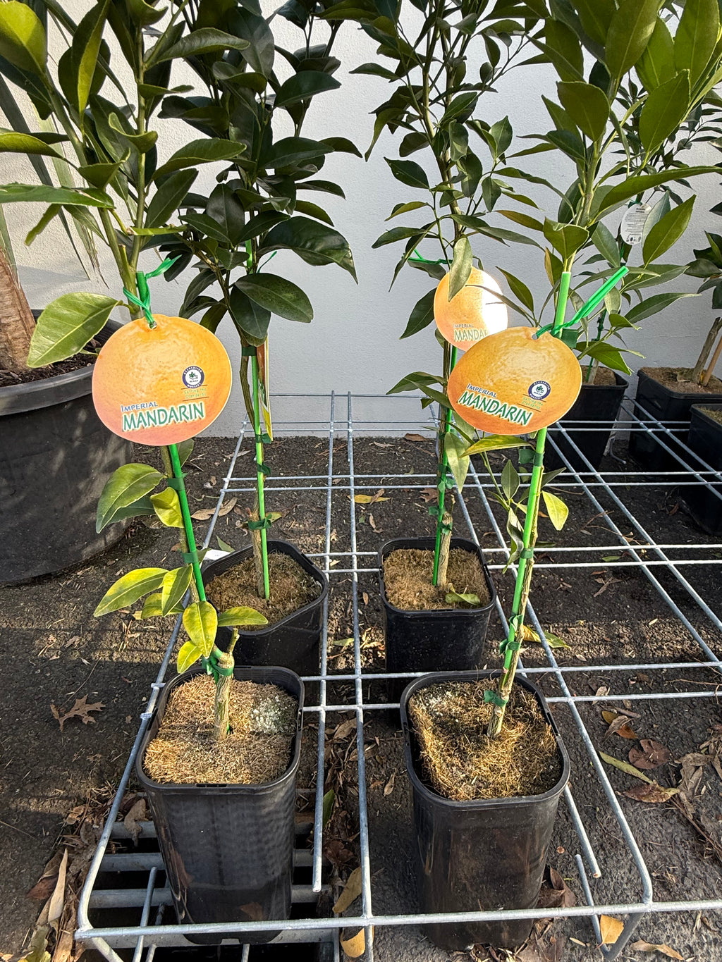 Imperial Mandarin Fruit Tree