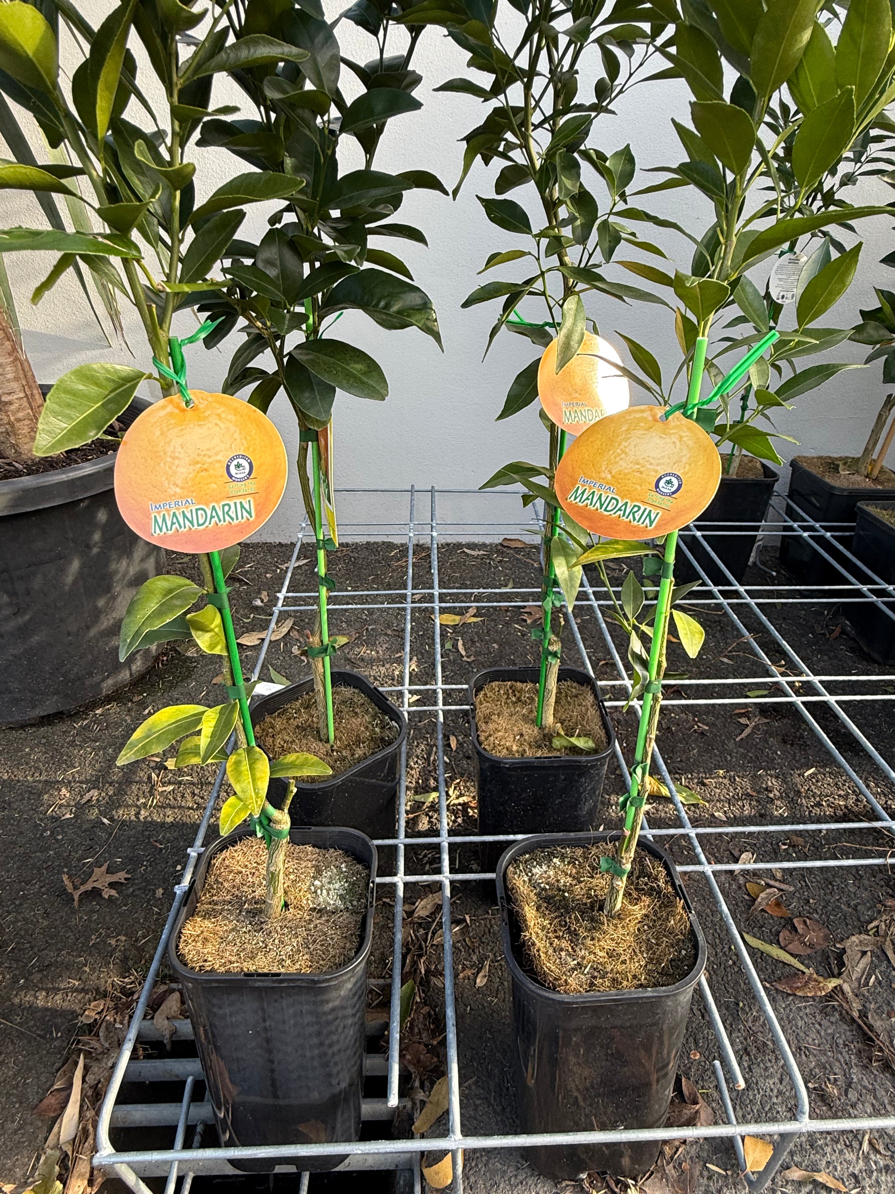 Imperial Mandarin Fruit Tree