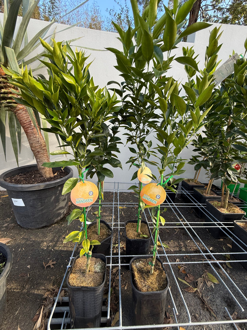 Imperial Mandarin Fruit Tree