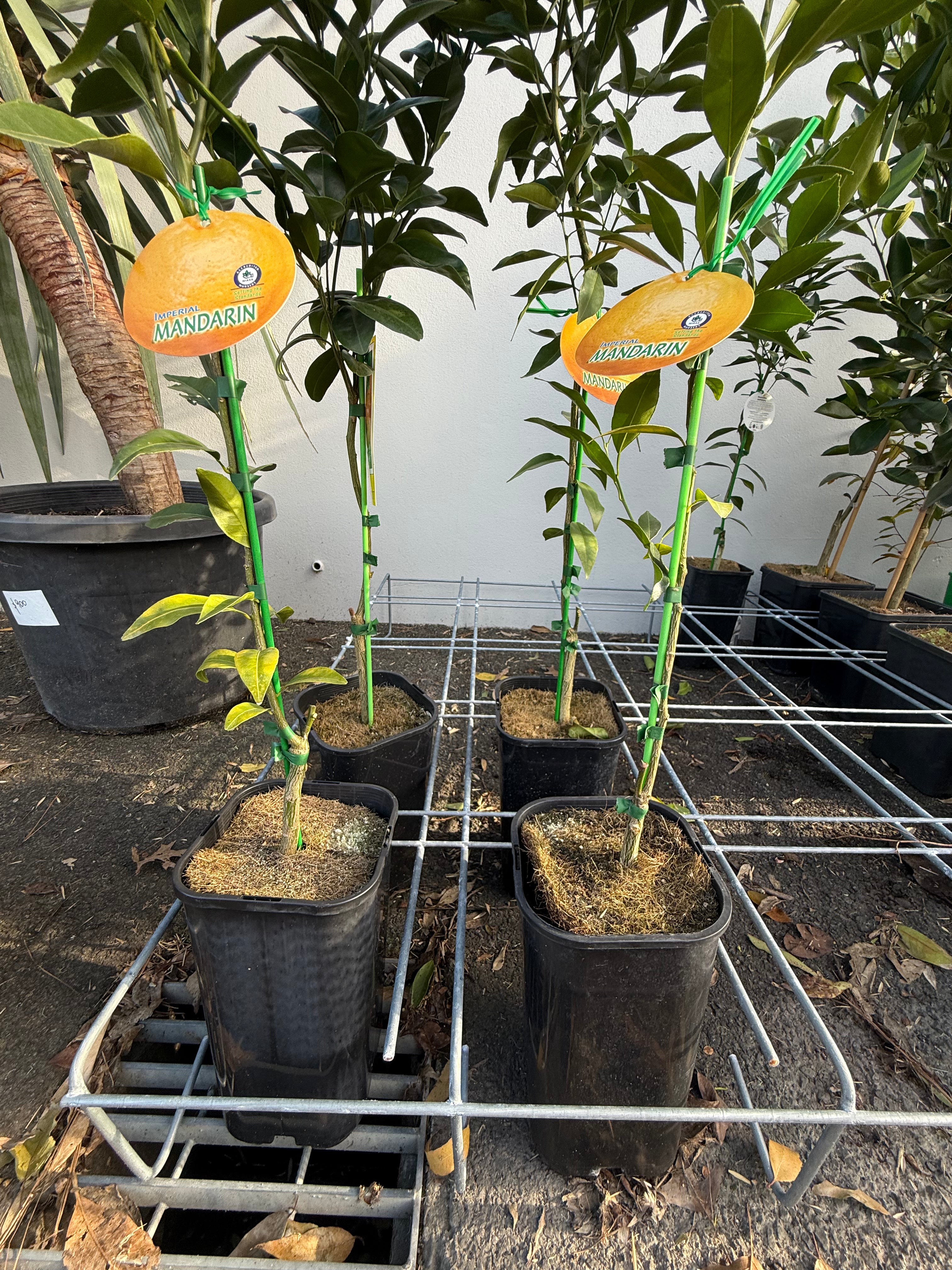 Imperial Mandarin Fruit Tree