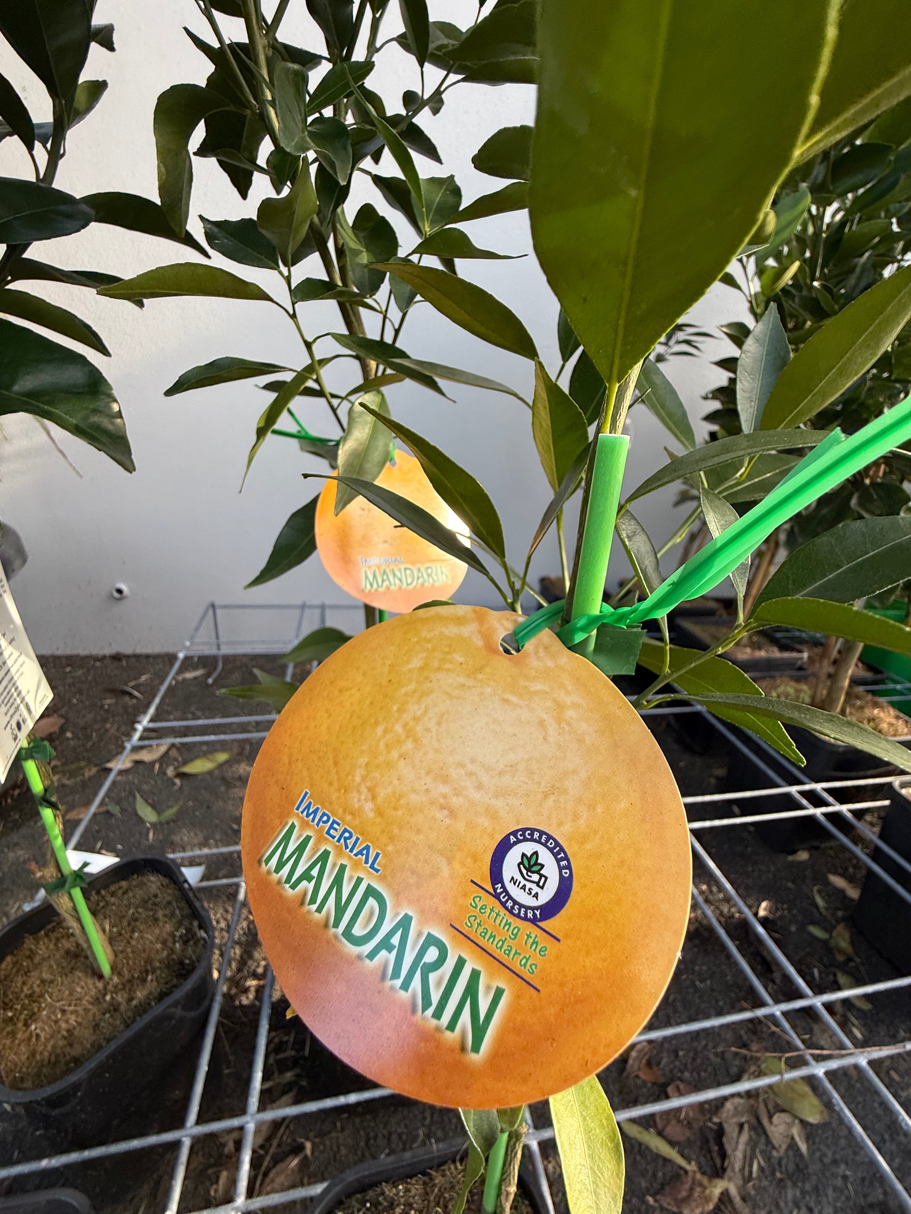 Imperial Mandarin Fruit Tree