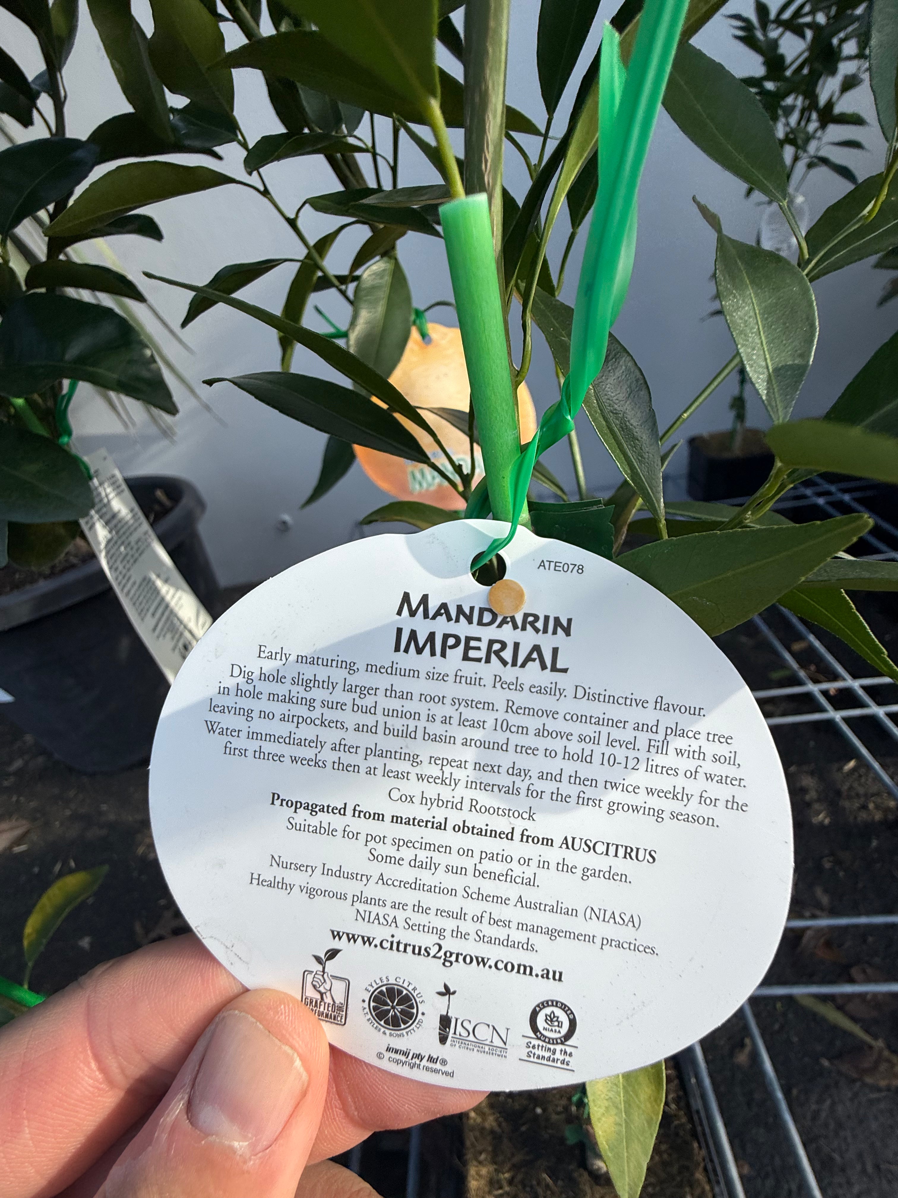 Imperial Mandarin Fruit Tree