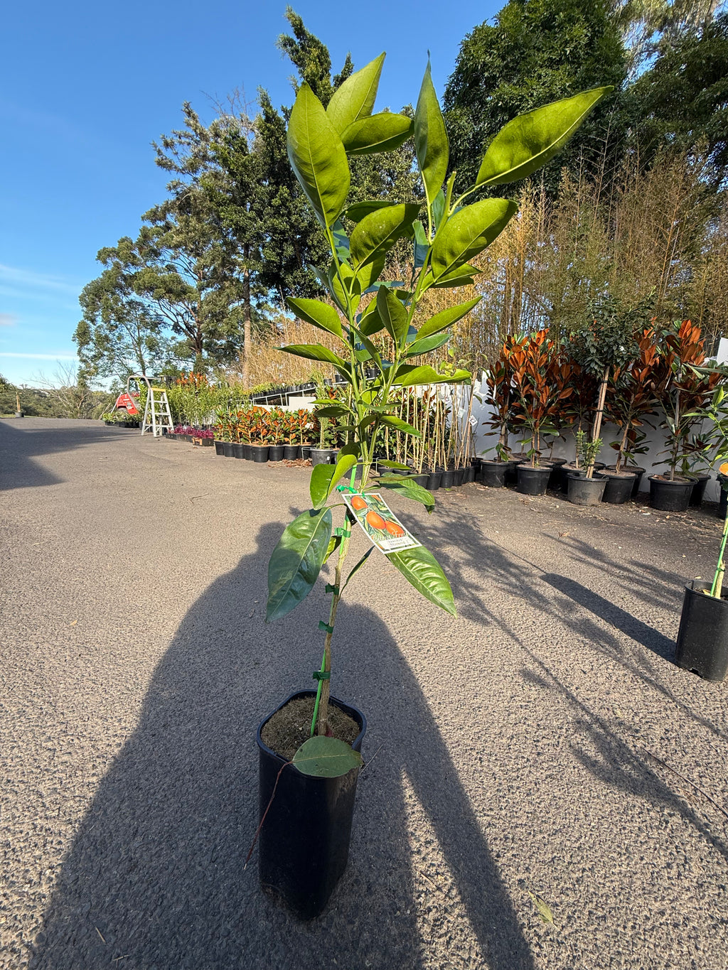 Tangelo "Minneola" Fruit Tree