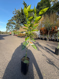 Tangelo "Minneola" Fruit Tree