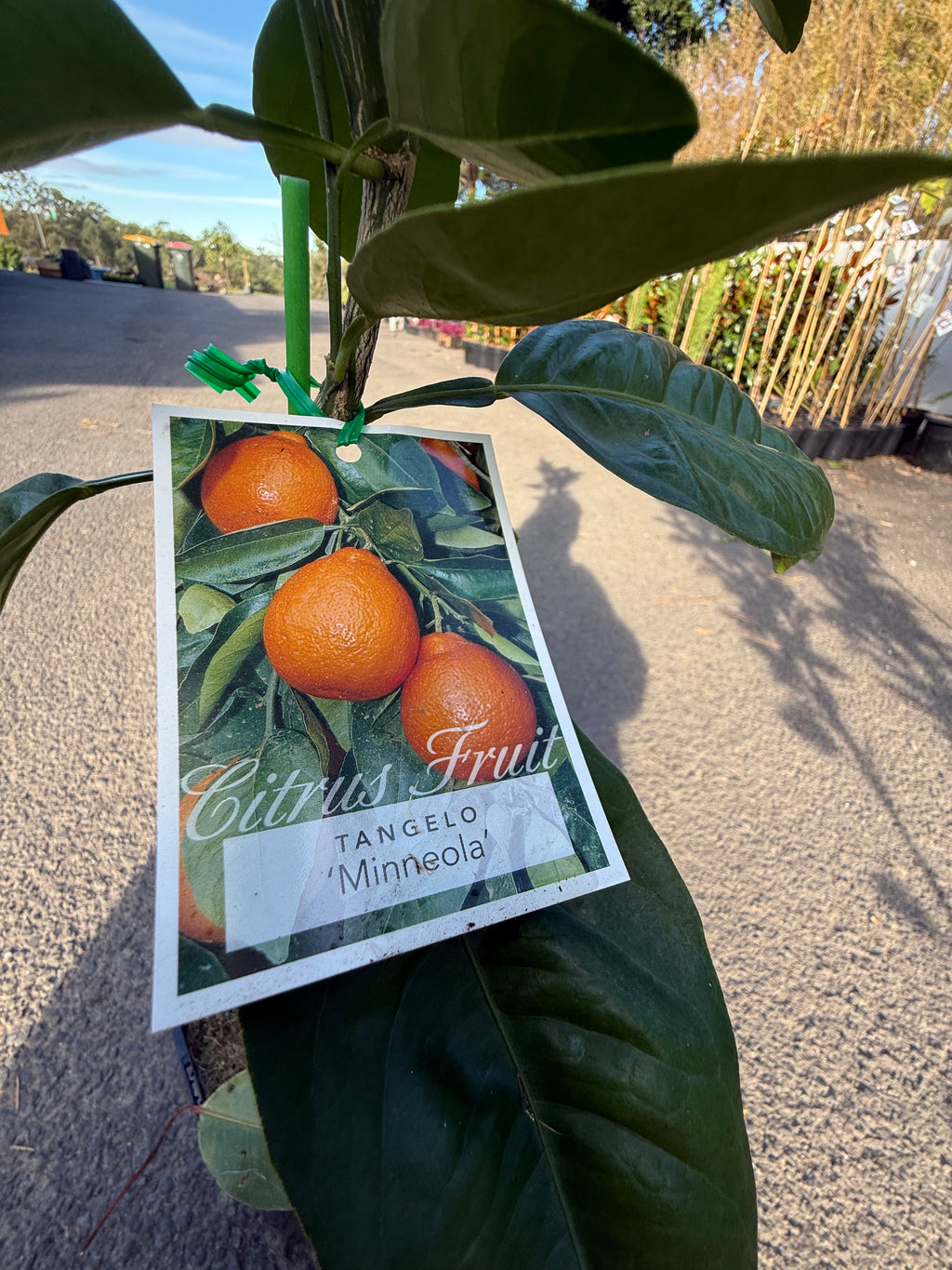 Tangelo "Minneola" Fruit Tree