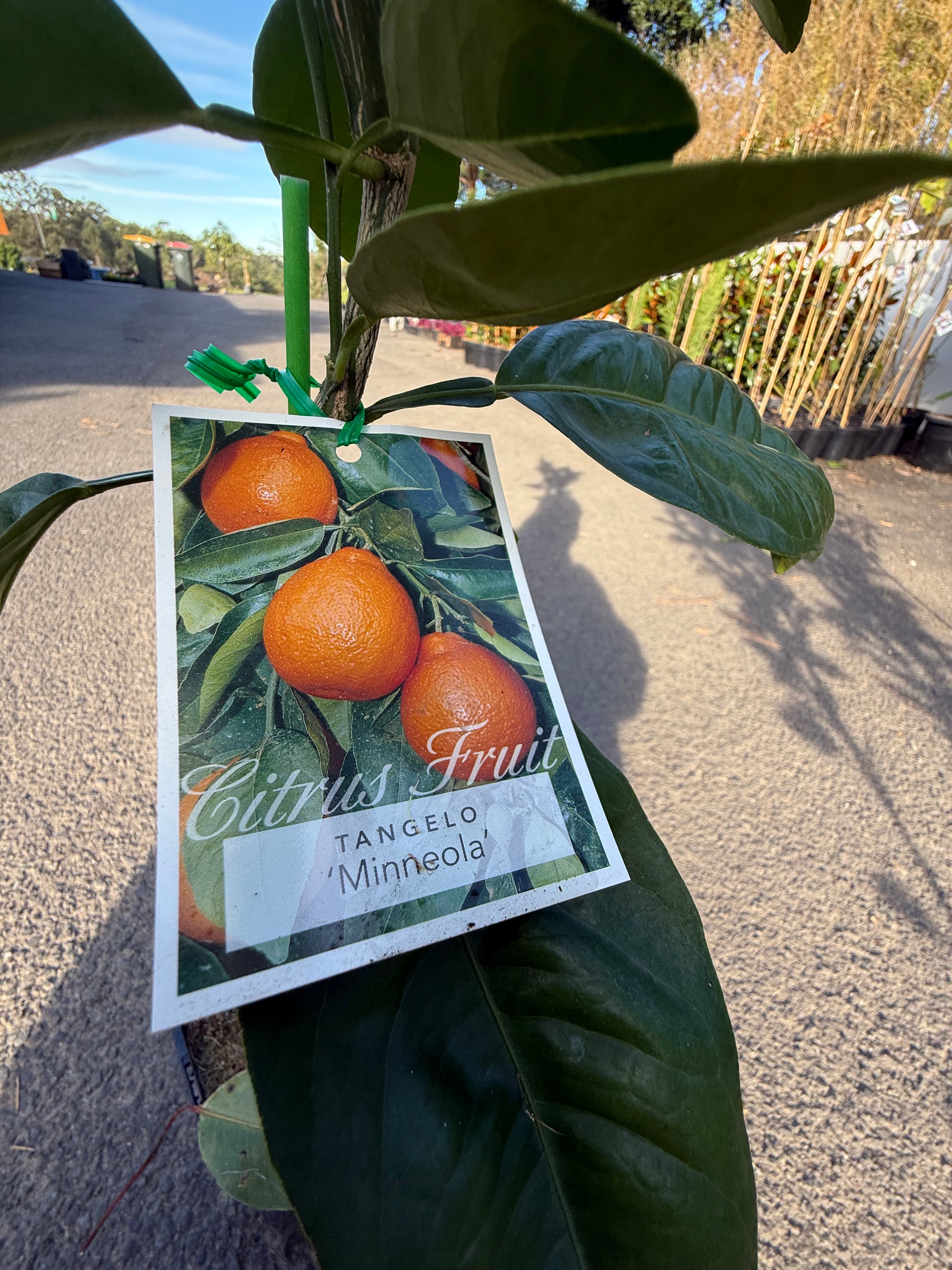 Tangelo "Minneola" Fruit Tree