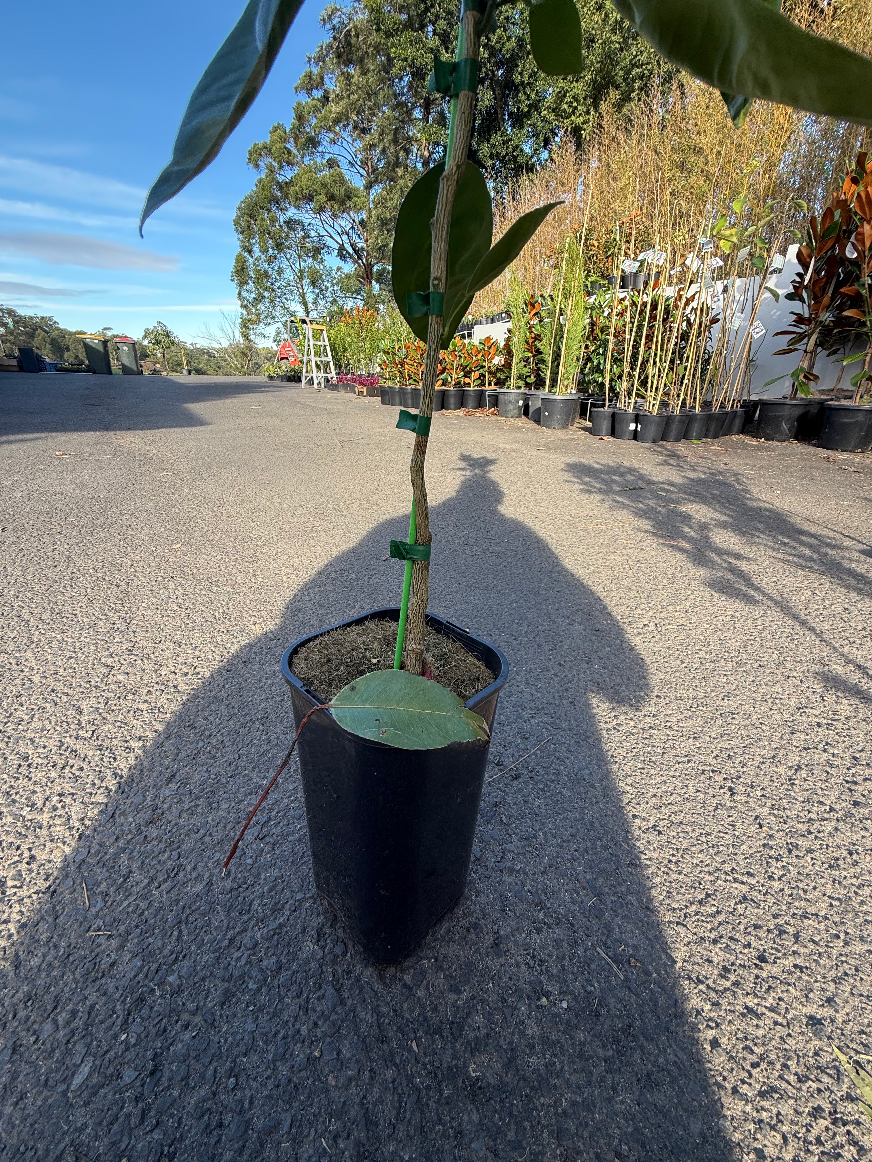 Tangelo "Minneola" Fruit Tree