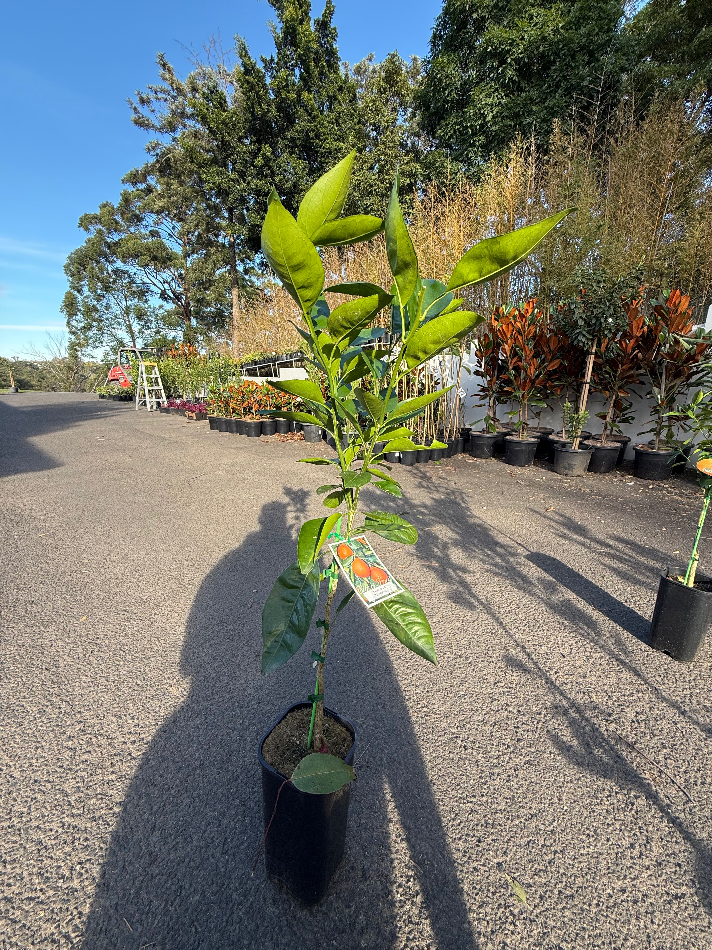 Tangelo "Minneola" Fruit Tree