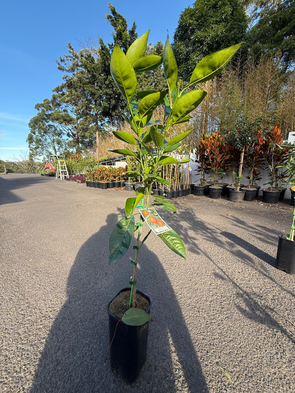 Tangelo "Minneola" Fruit Tree