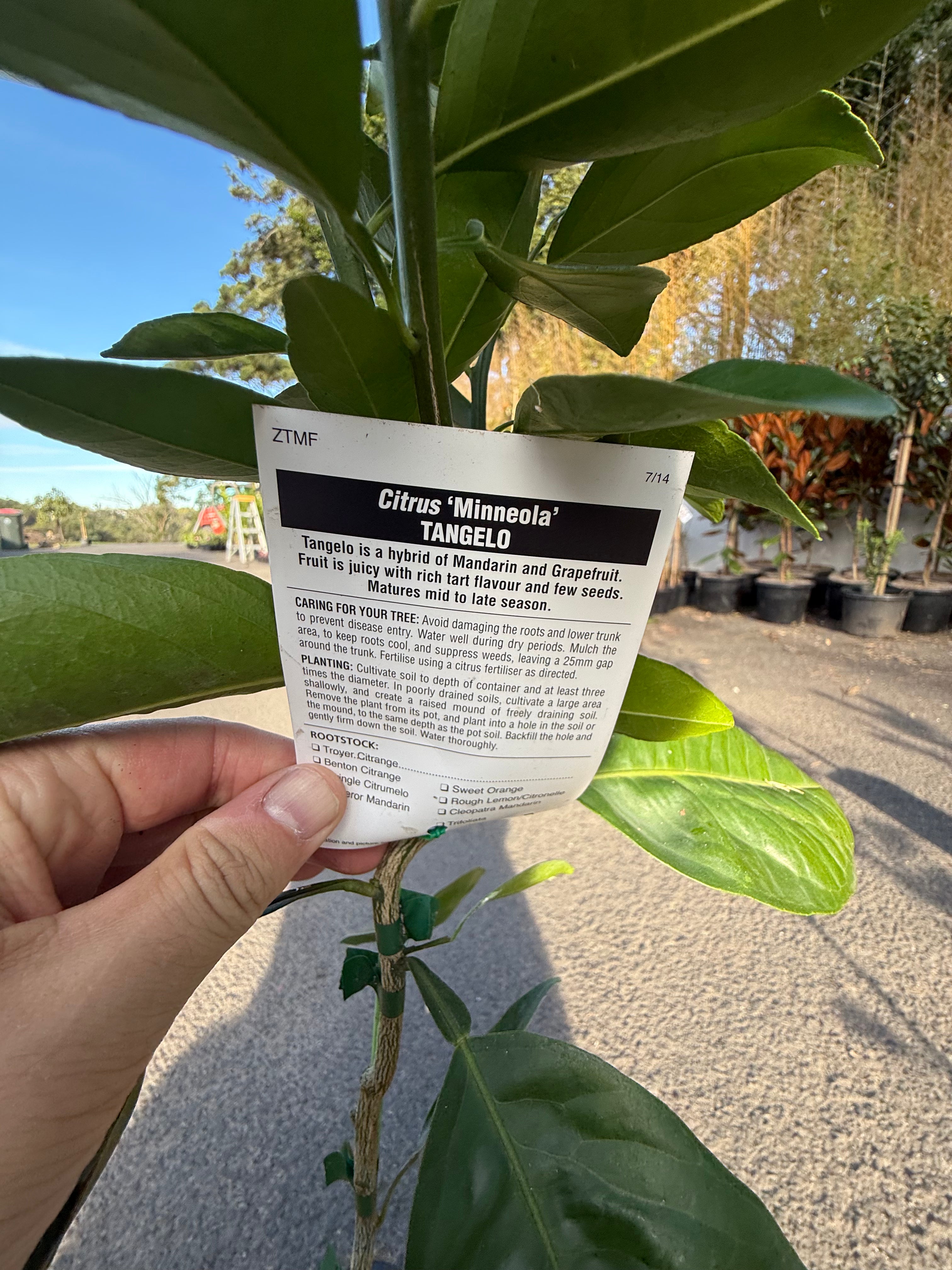 Tangelo "Minneola" Fruit Tree