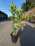 Cumquat "Meiwa" Fruit Tree