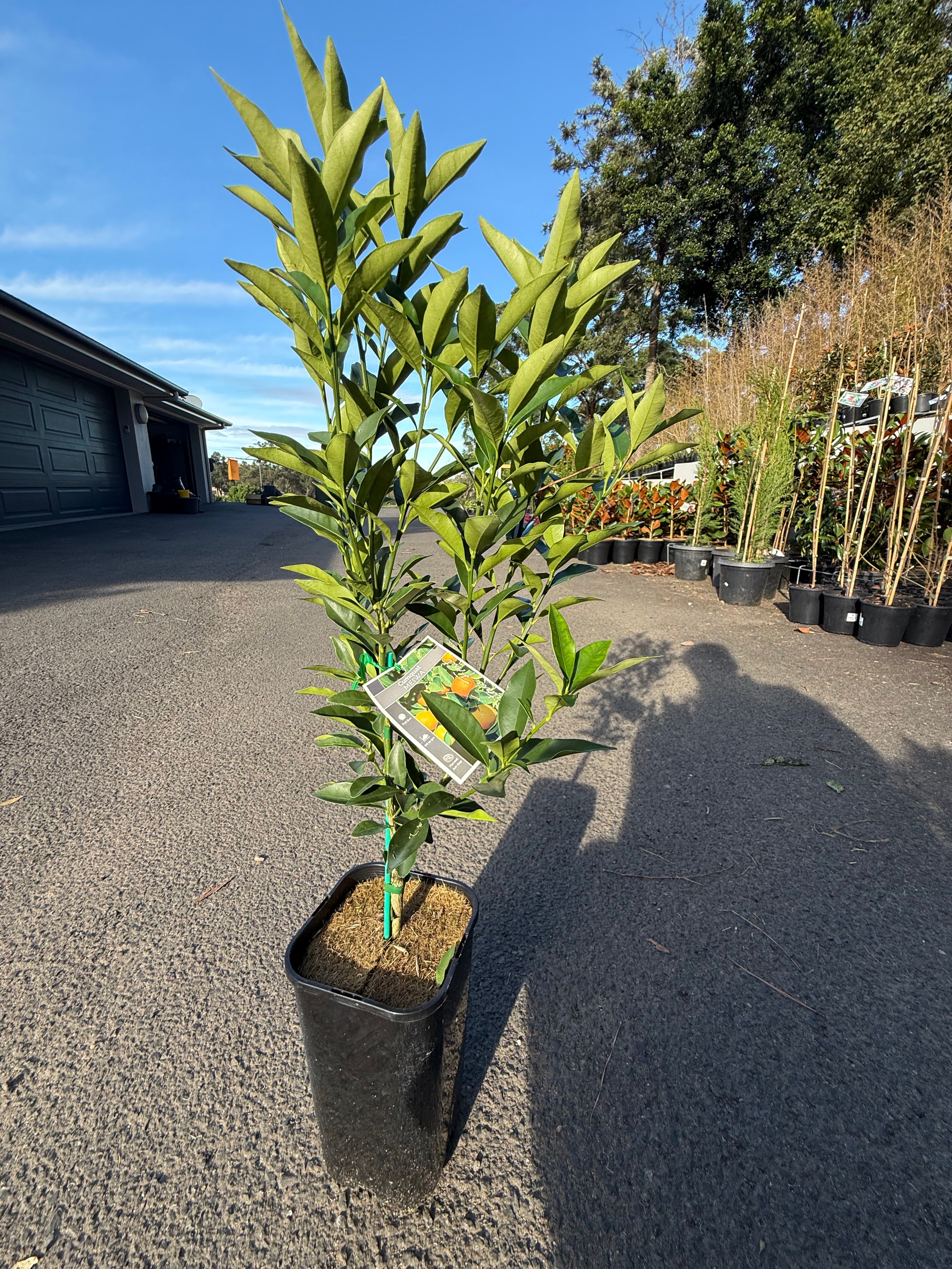 Cumquat "Meiwa" Fruit Tree