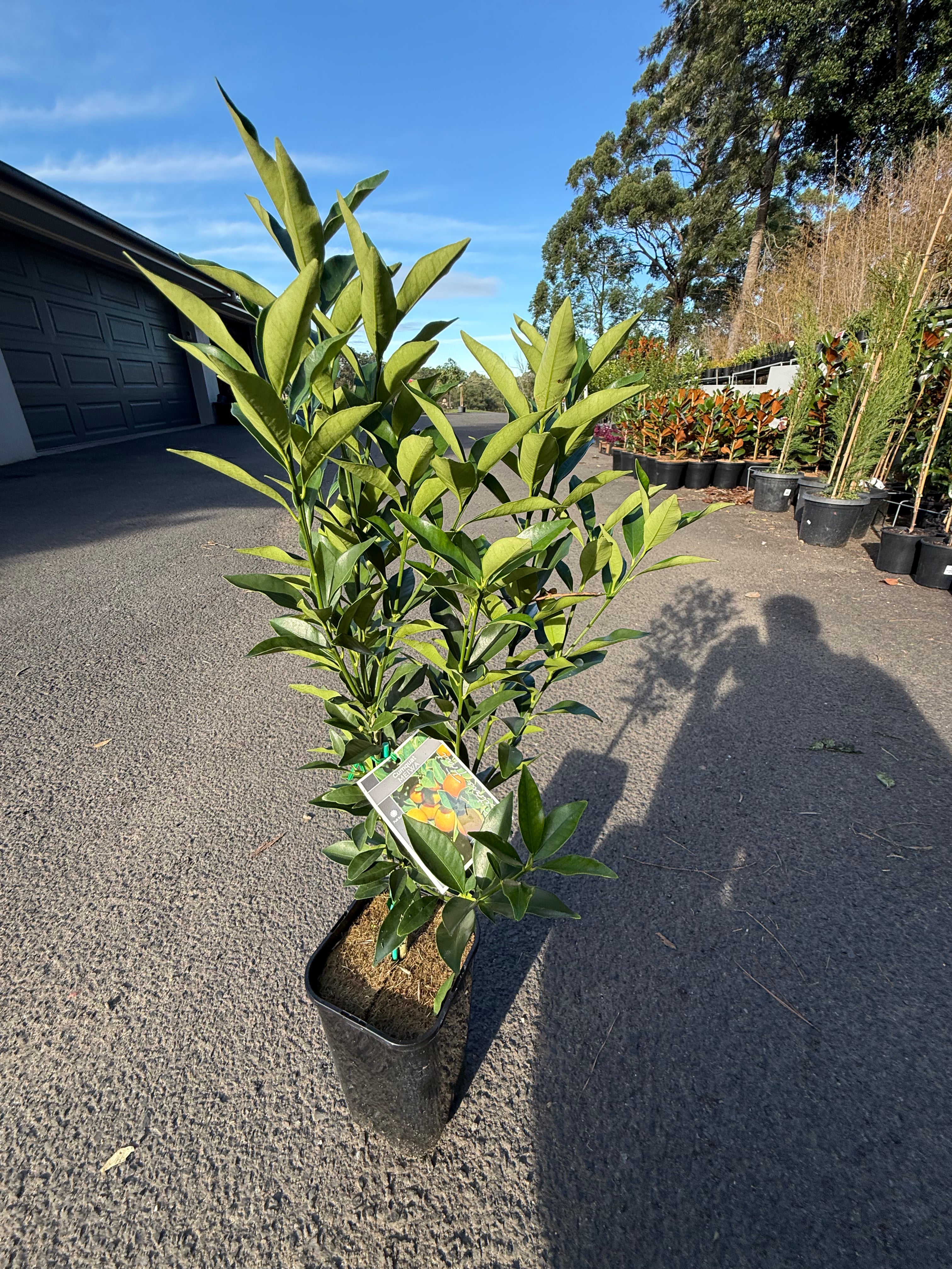 Cumquat "Meiwa" Fruit Tree