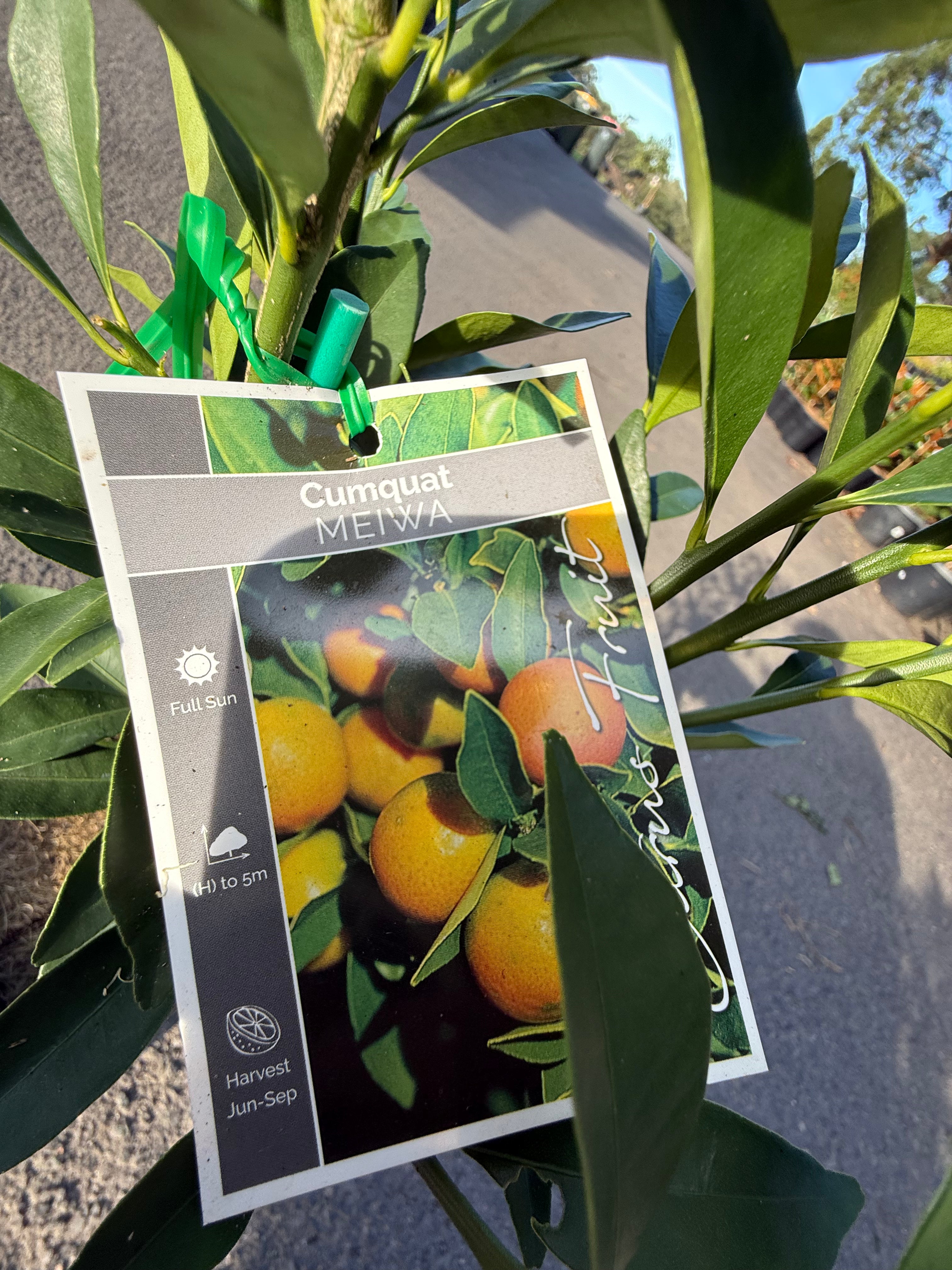 Cumquat "Meiwa" Fruit Tree