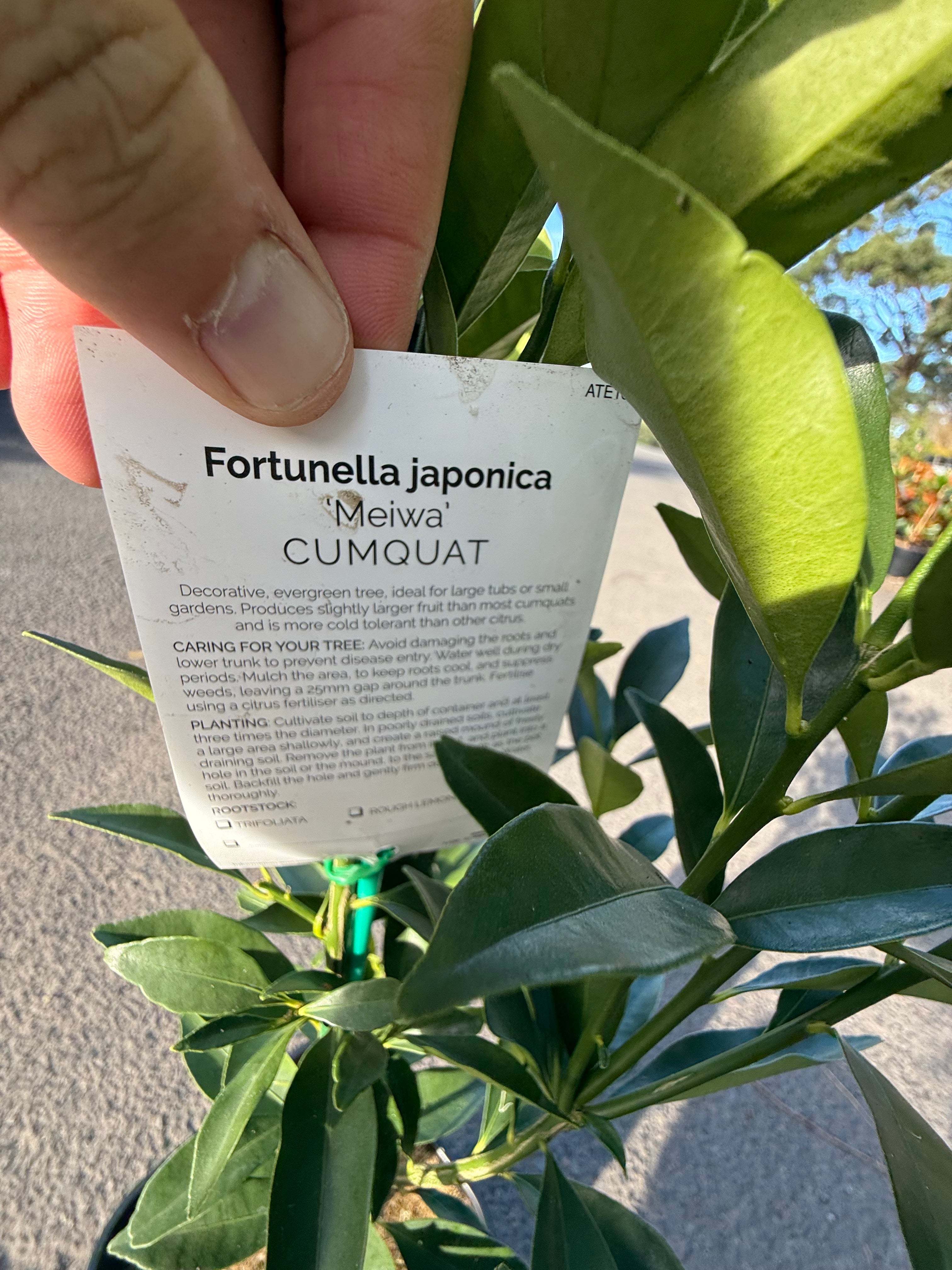Cumquat "Meiwa" Fruit Tree