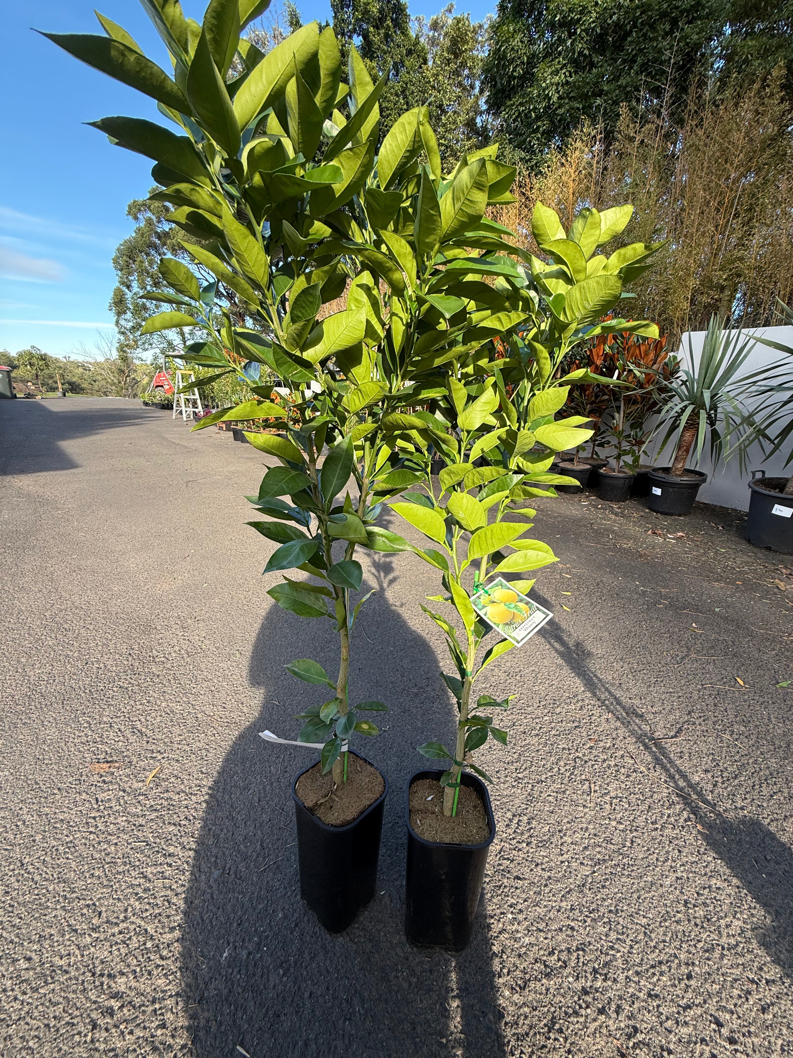 Grapefruit "Wheeny" Fruit Tree