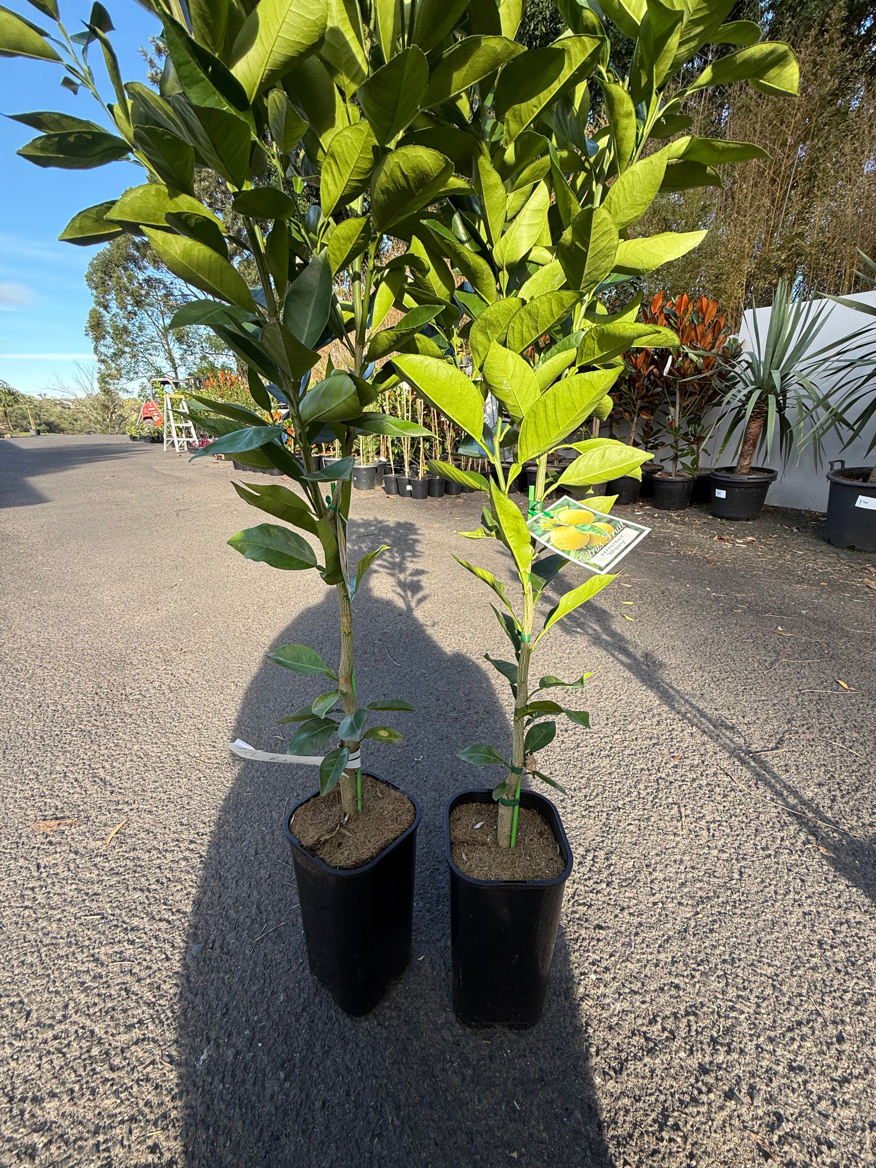 Grapefruit "Wheeny" Fruit Tree