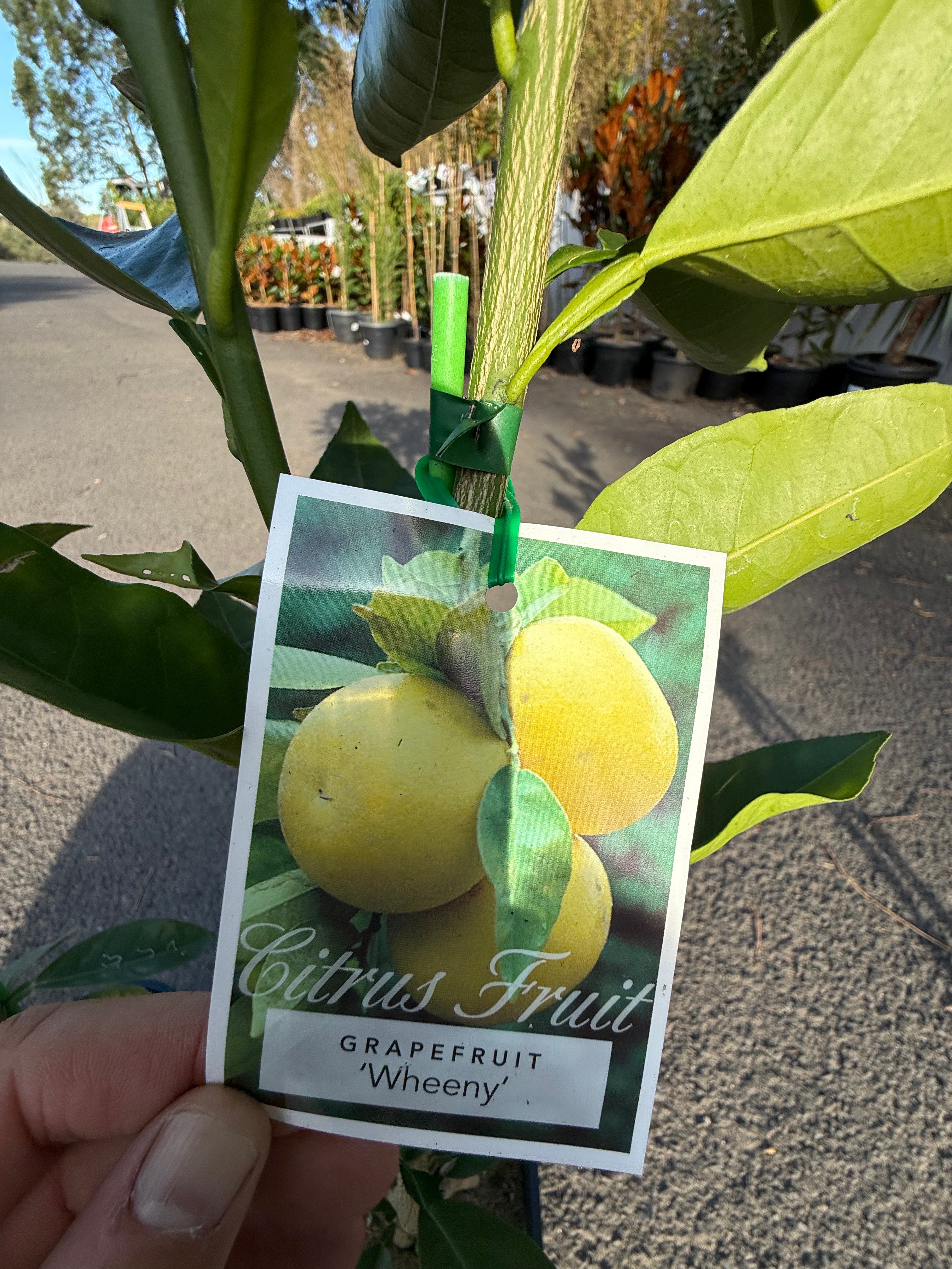 Grapefruit "Wheeny" Fruit Tree