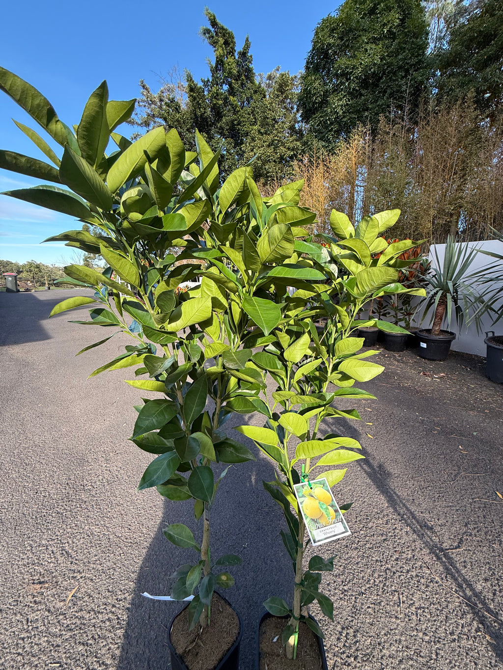 Grapefruit "Wheeny" Fruit Tree