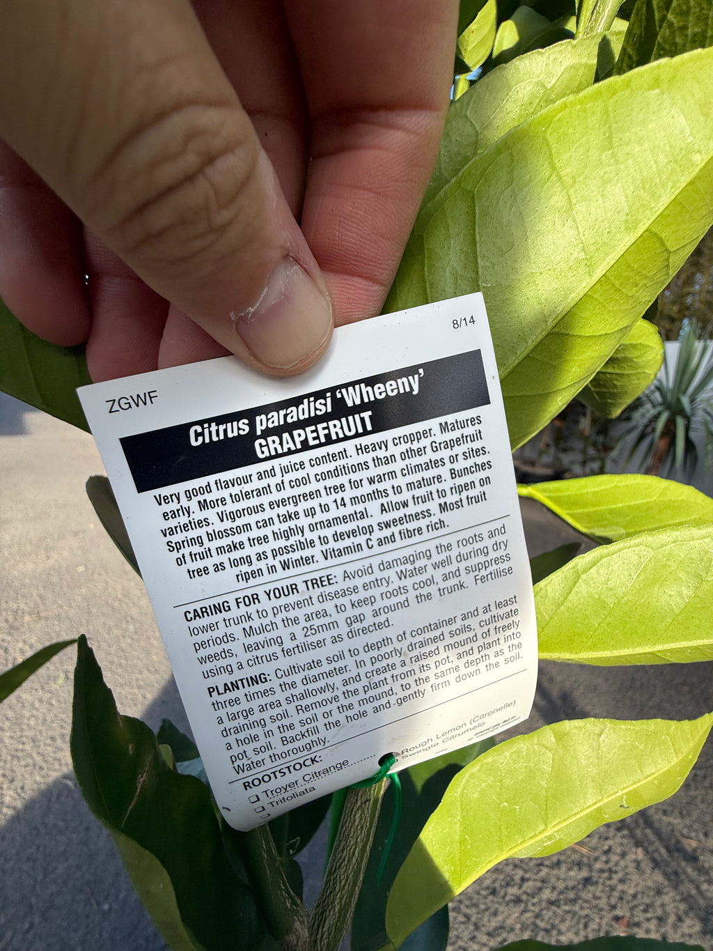 Grapefruit "Wheeny" Fruit Tree