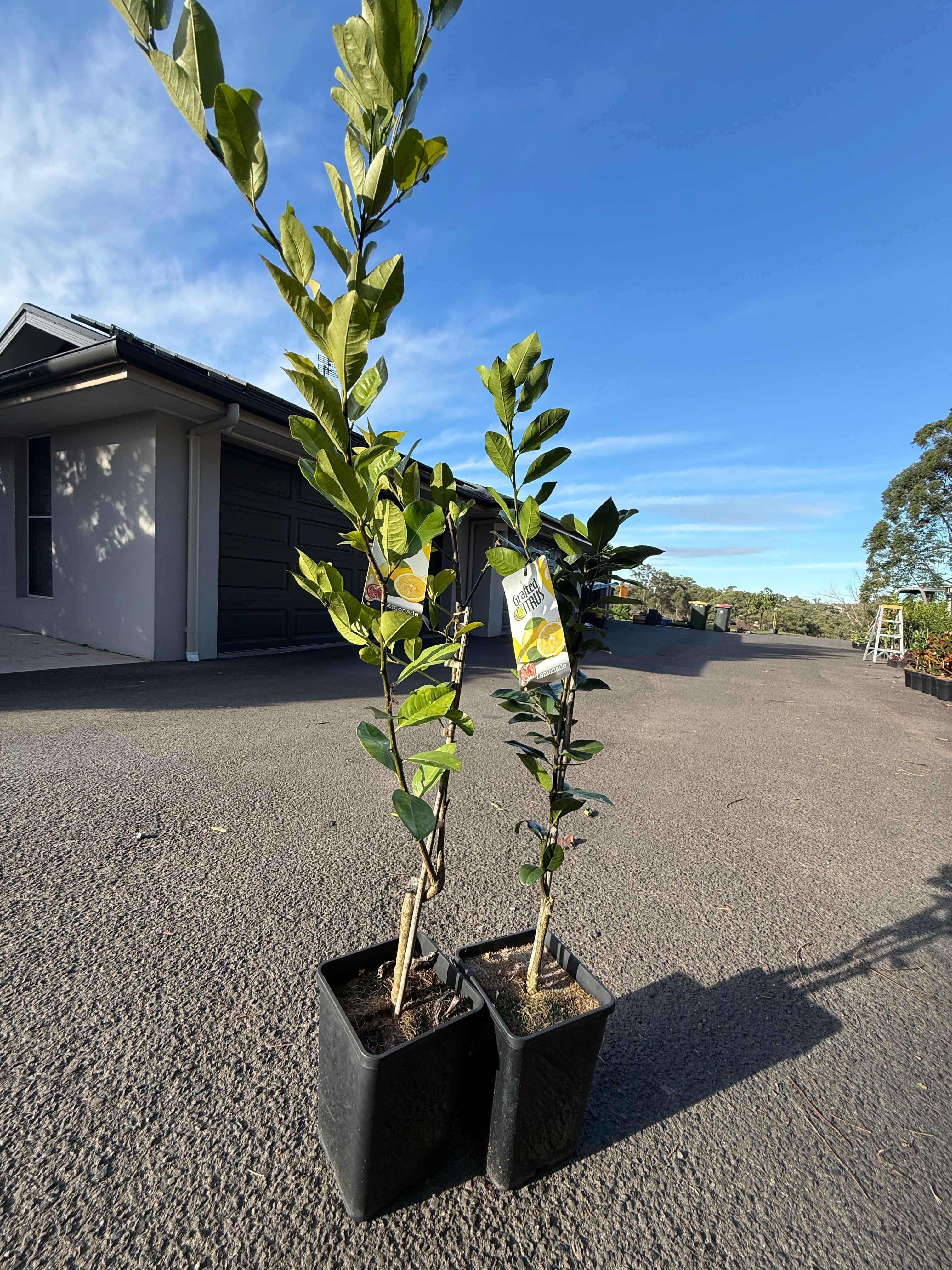 Grafted Citrus Lemonade Tree