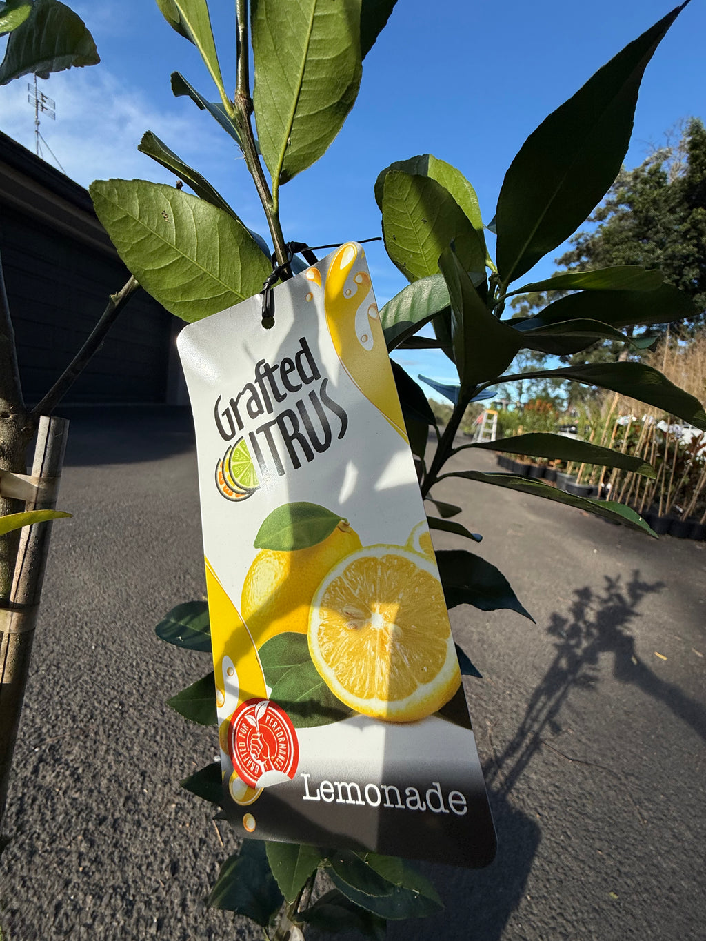 Grafted Citrus Lemonade Tree