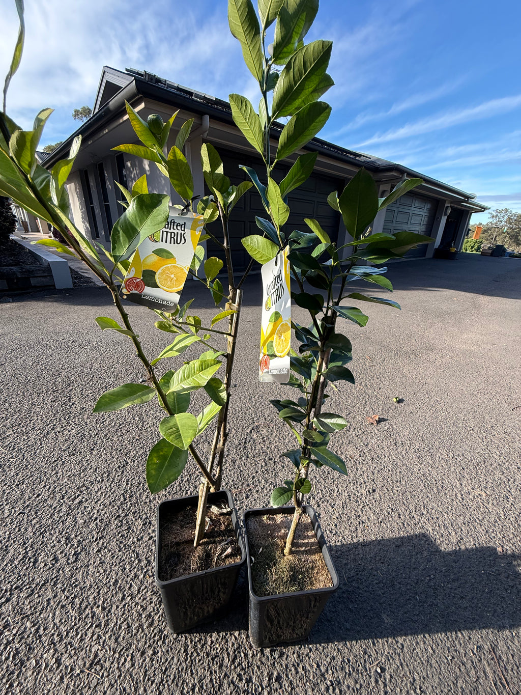 Grafted Citrus Lemonade Tree