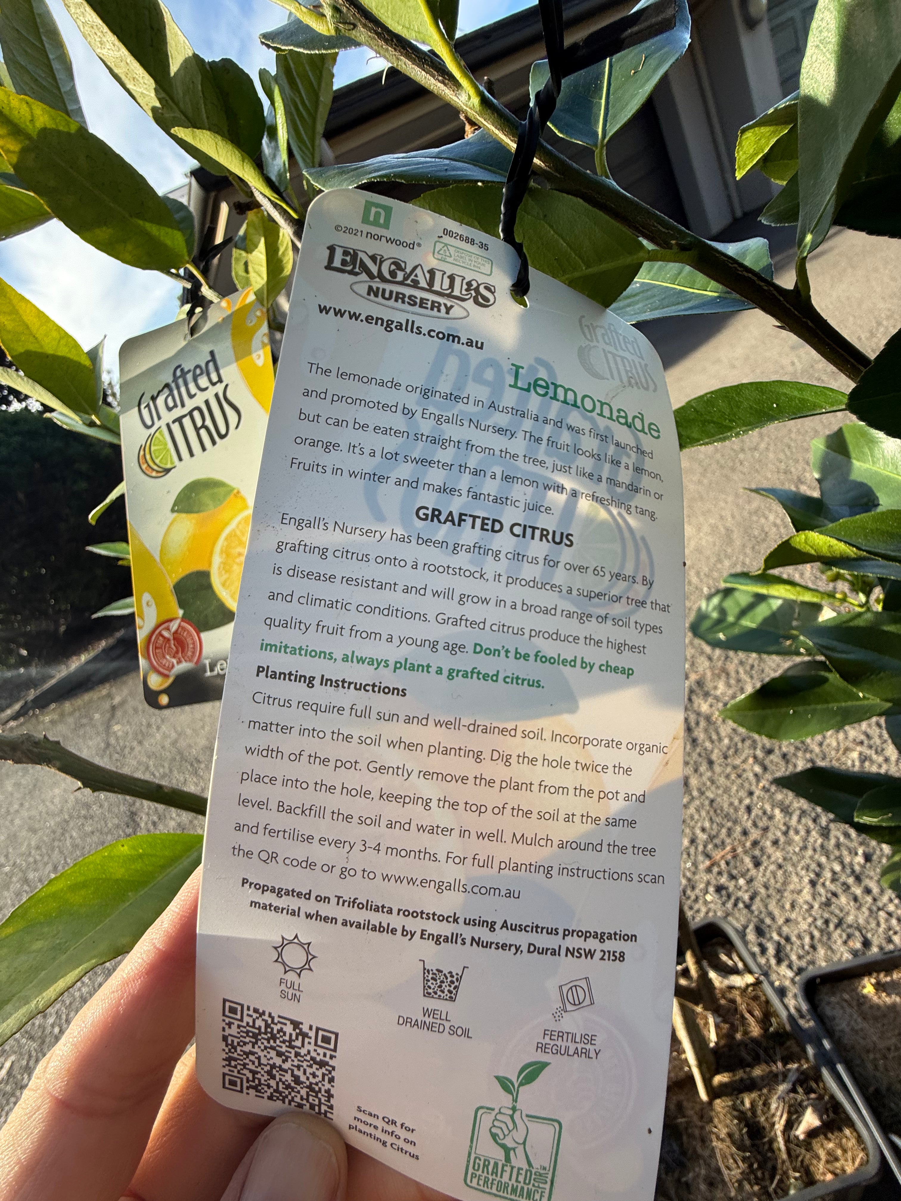 Grafted Citrus Lemonade Tree