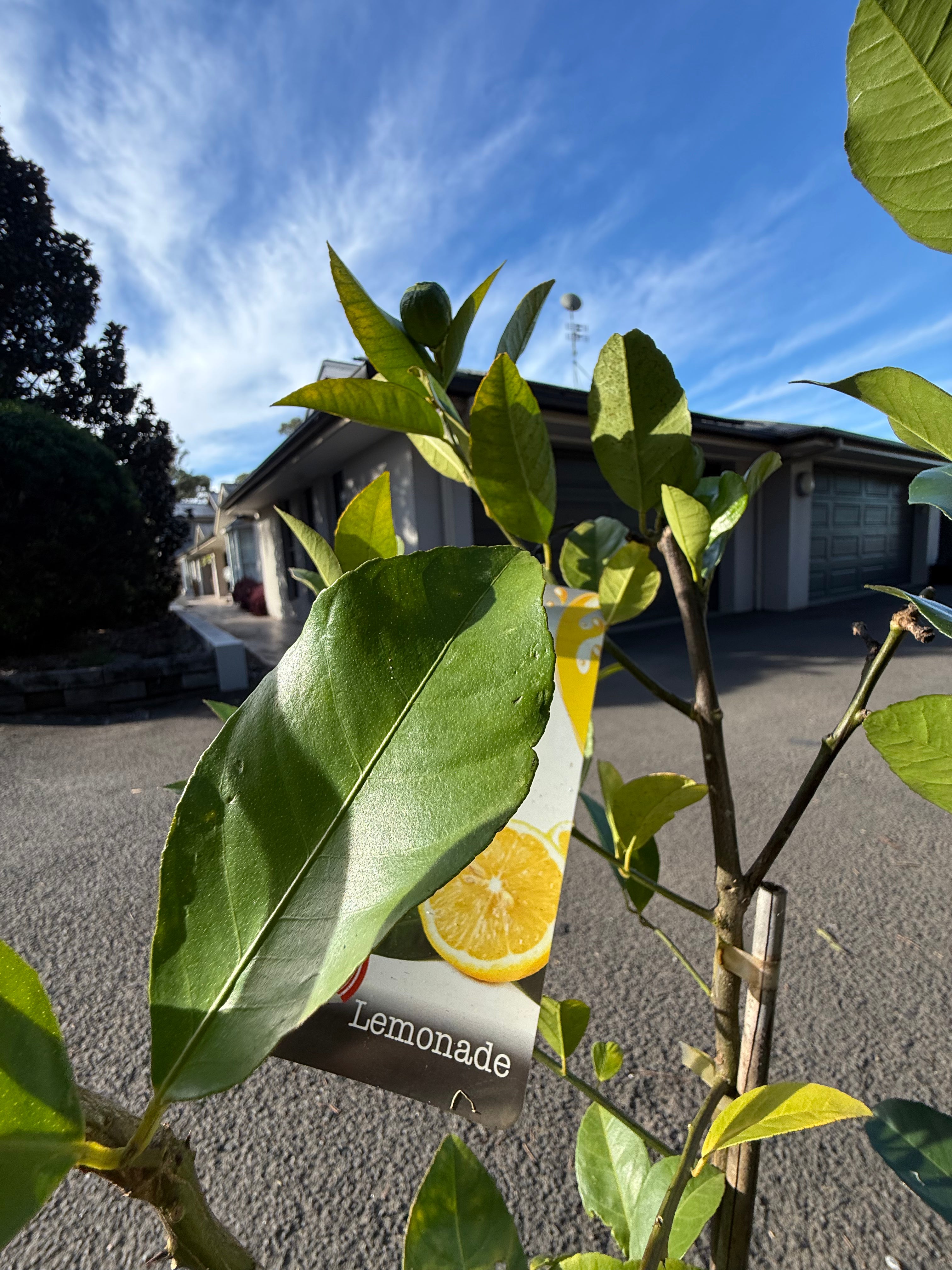 Grafted Citrus Lemonade Tree