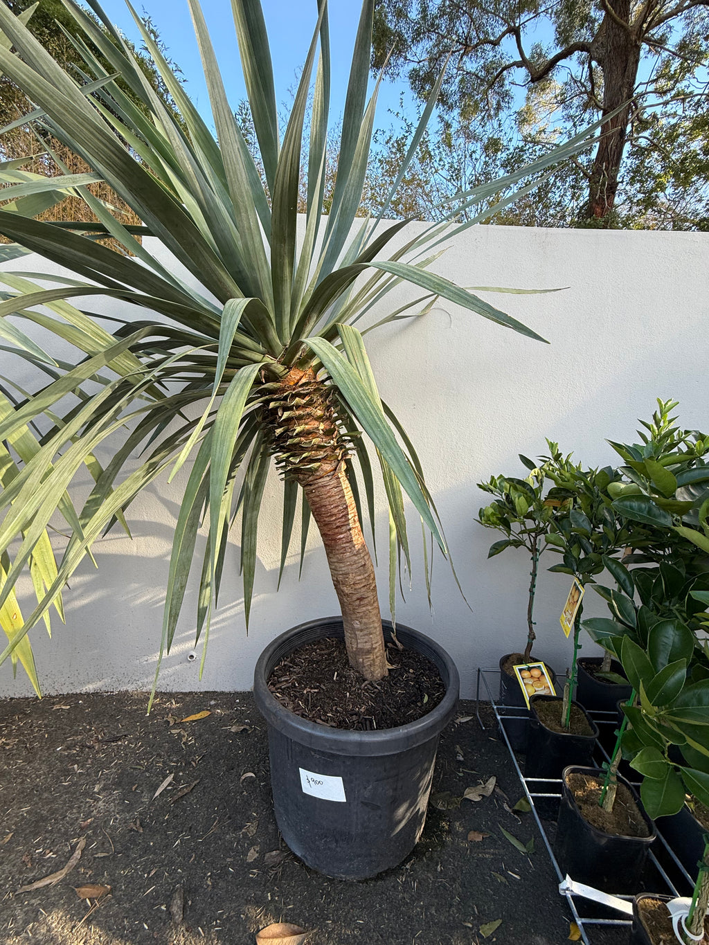 Dragon Tree (Dracaena draco)