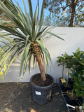 Dragon Tree (Dracaena draco)