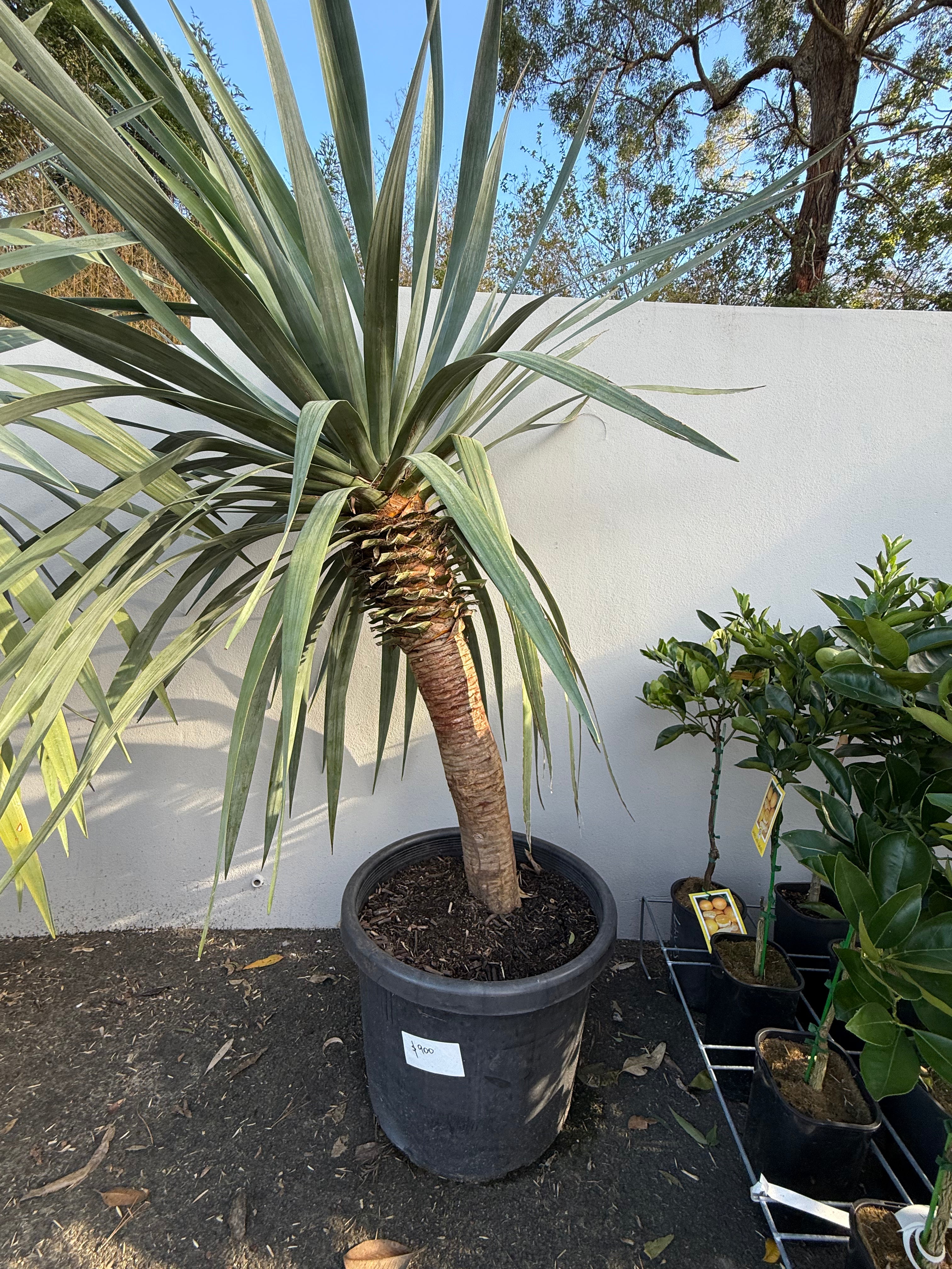 Dragon Tree (Dracaena draco)