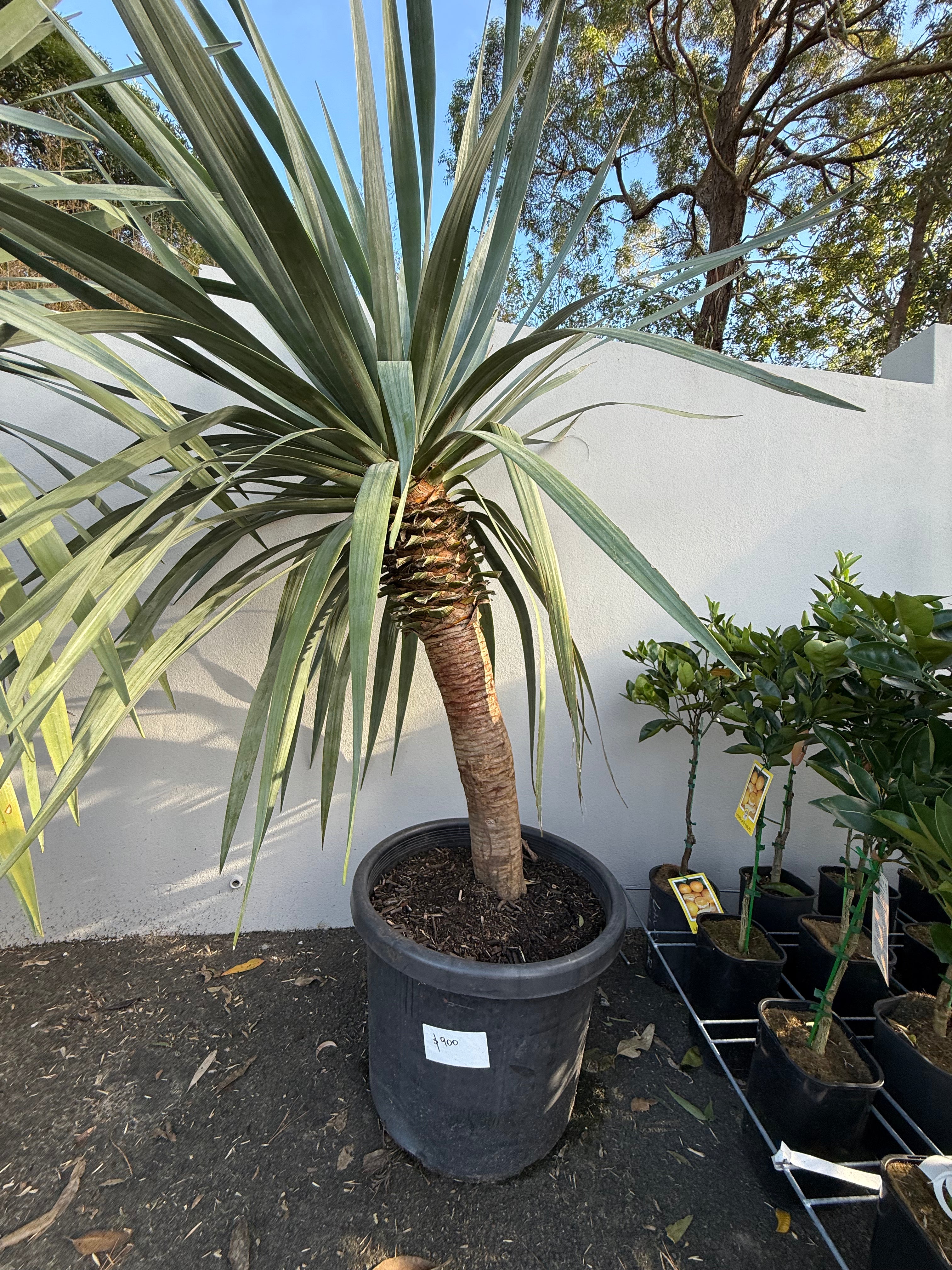 Dragon Tree (Dracaena draco)