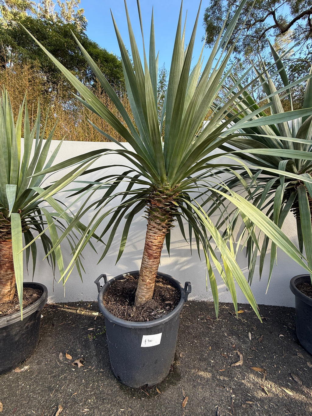 Dragon Tree (Dracaena draco)