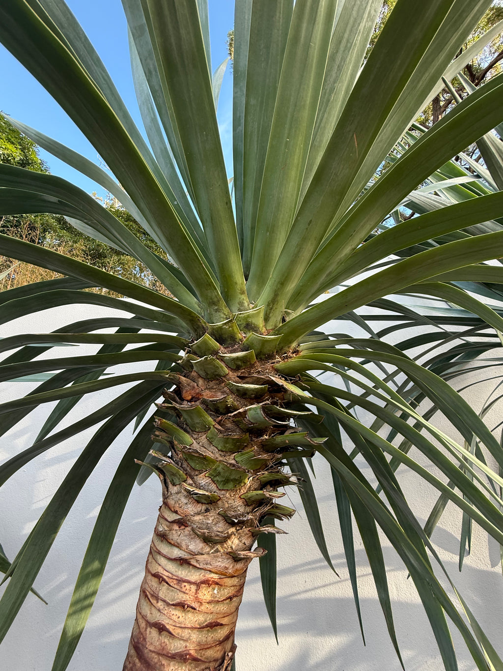 Dragon Tree (Dracaena draco)