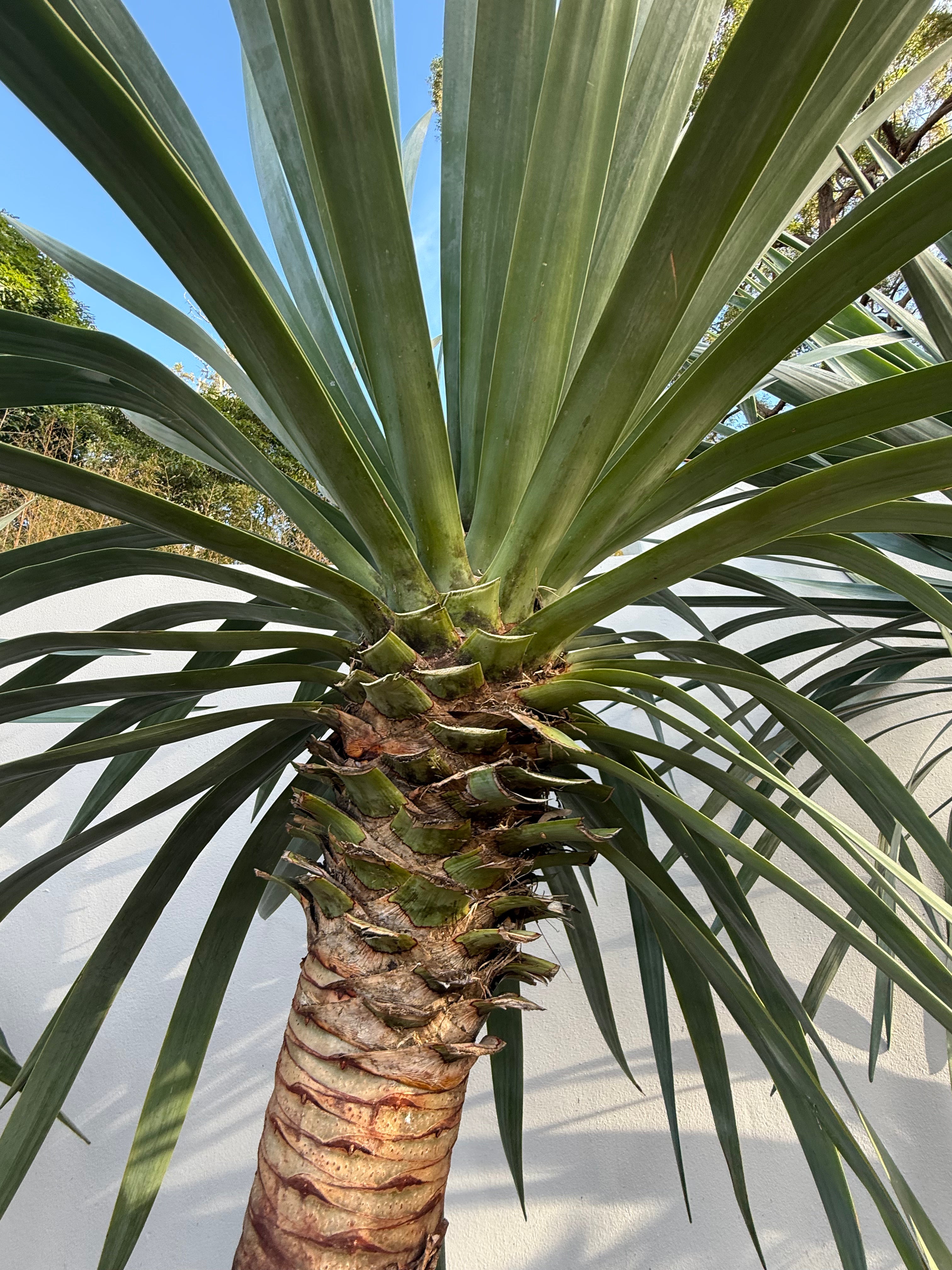 Dragon Tree (Dracaena draco)