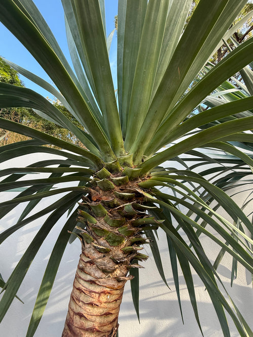 Dragon Tree (Dracaena draco)