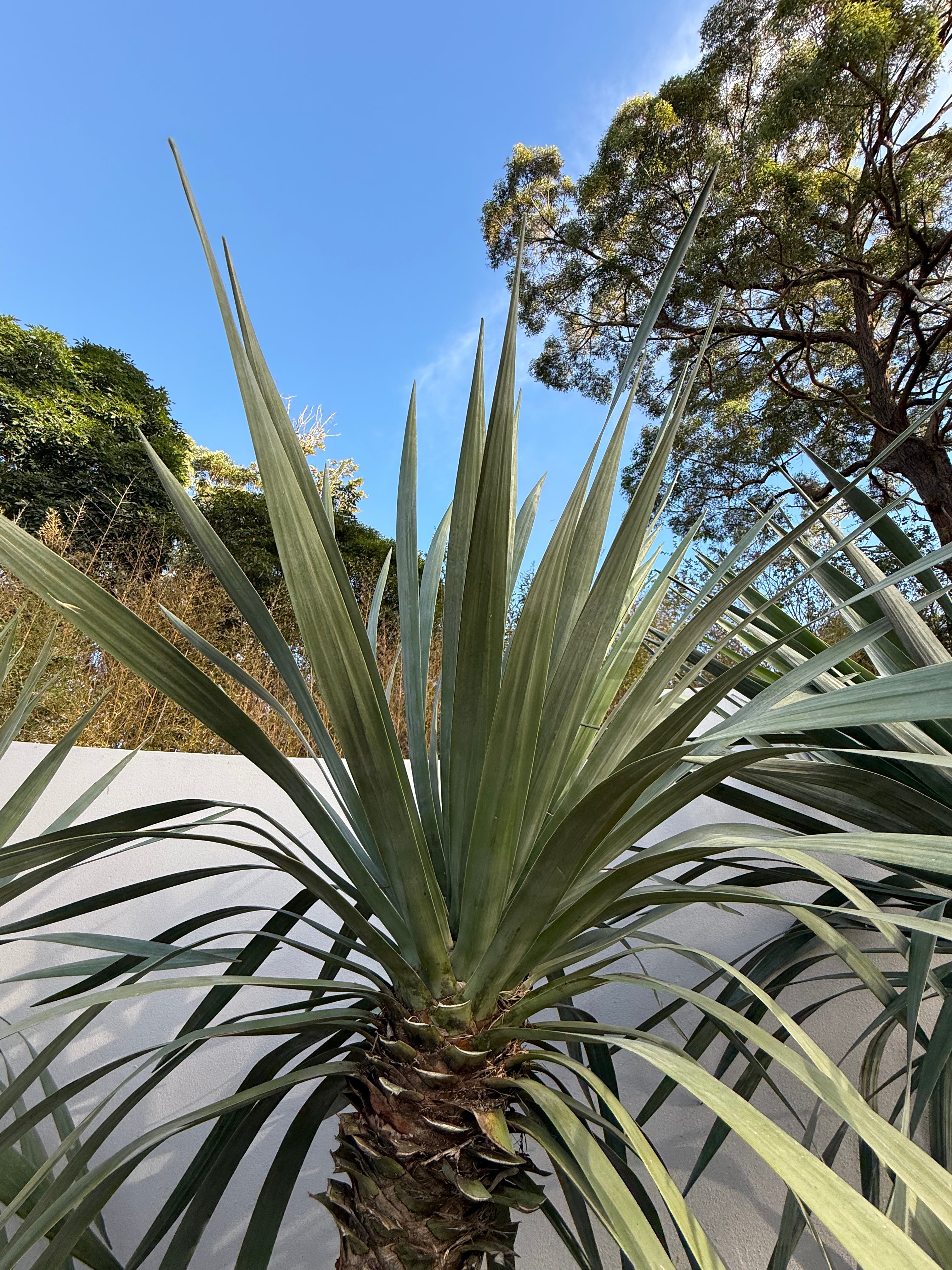 Dragon Tree (Dracaena draco)
