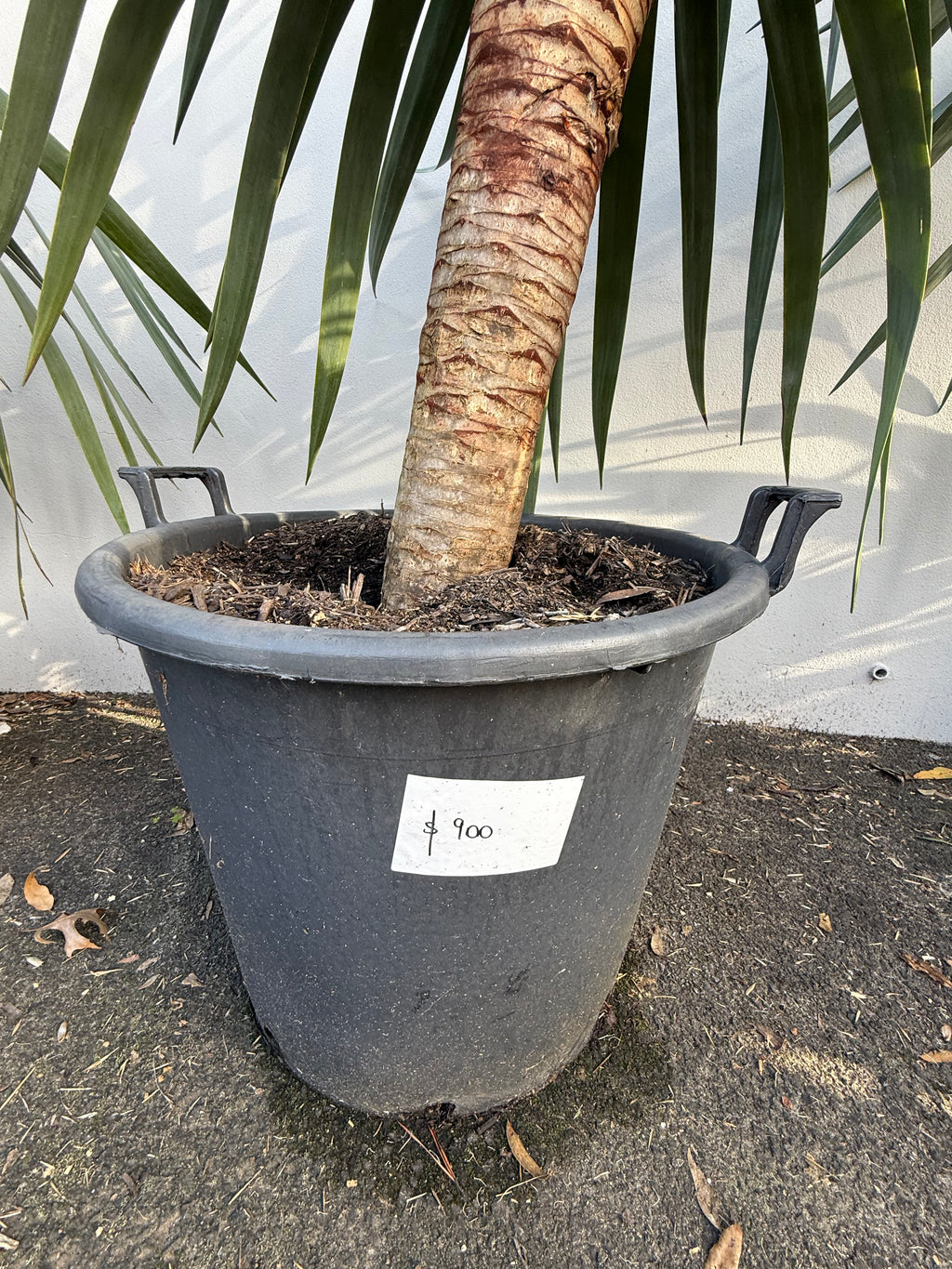 Dragon Tree (Dracaena draco)