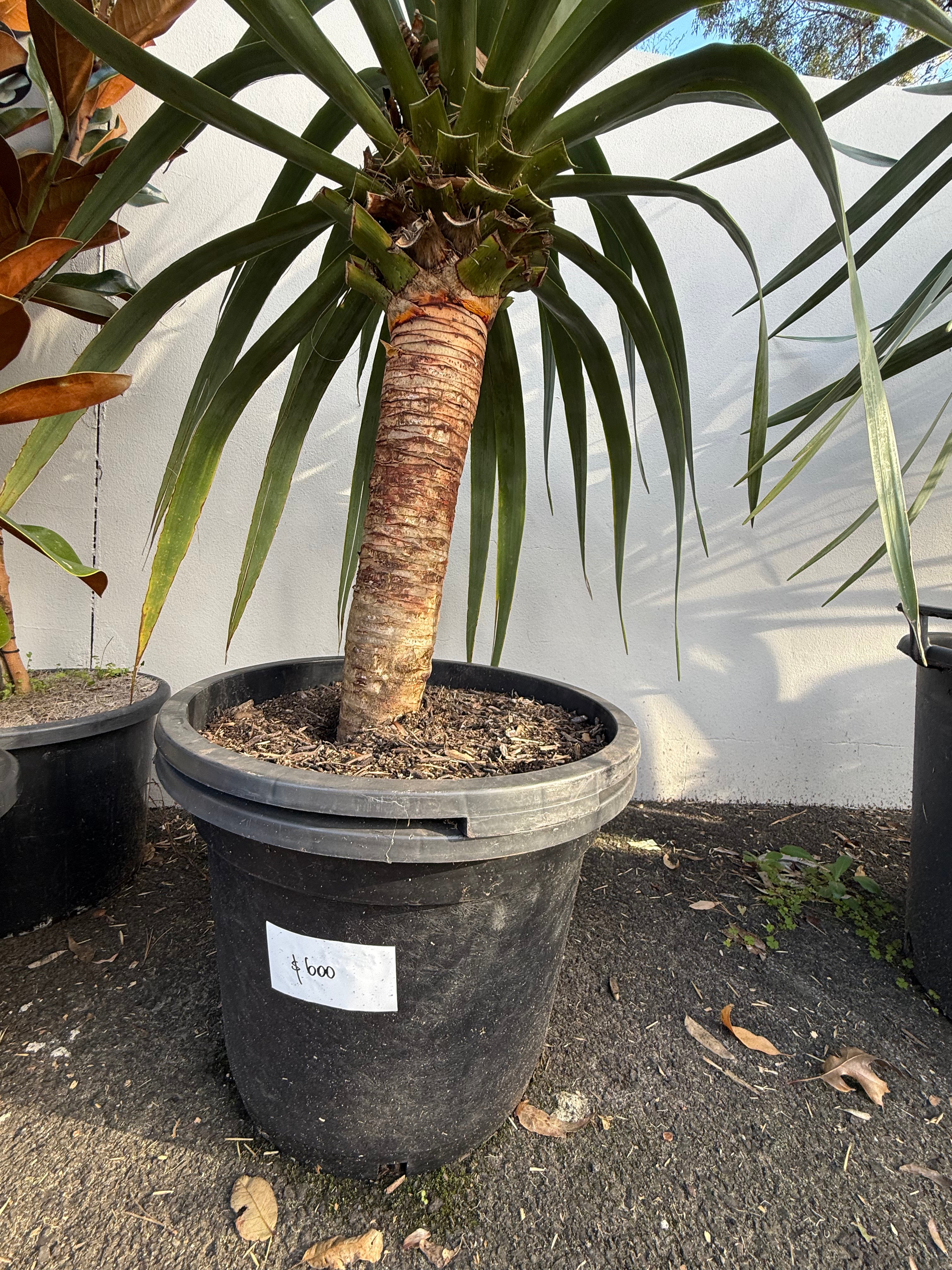 Dragon Tree (Dracaena draco)