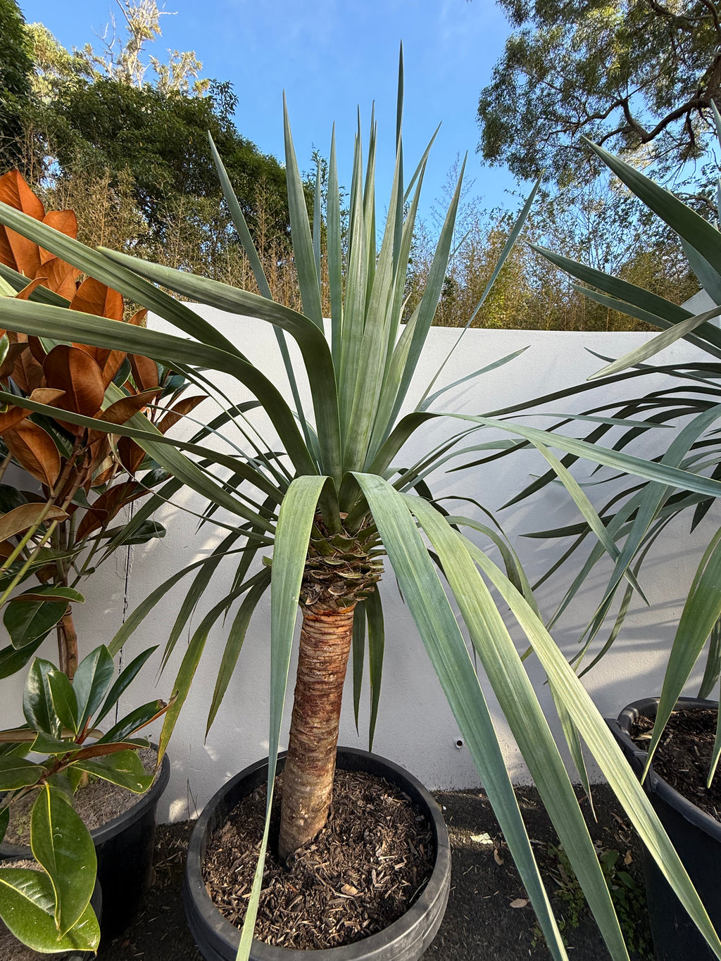 Dragon Tree (Dracaena draco)