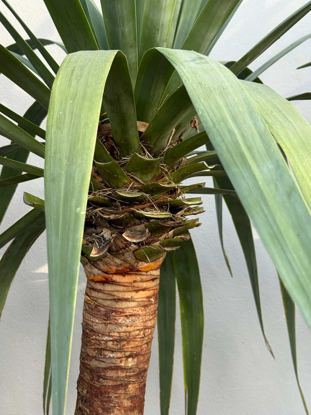 Dragon Tree (Dracaena draco)