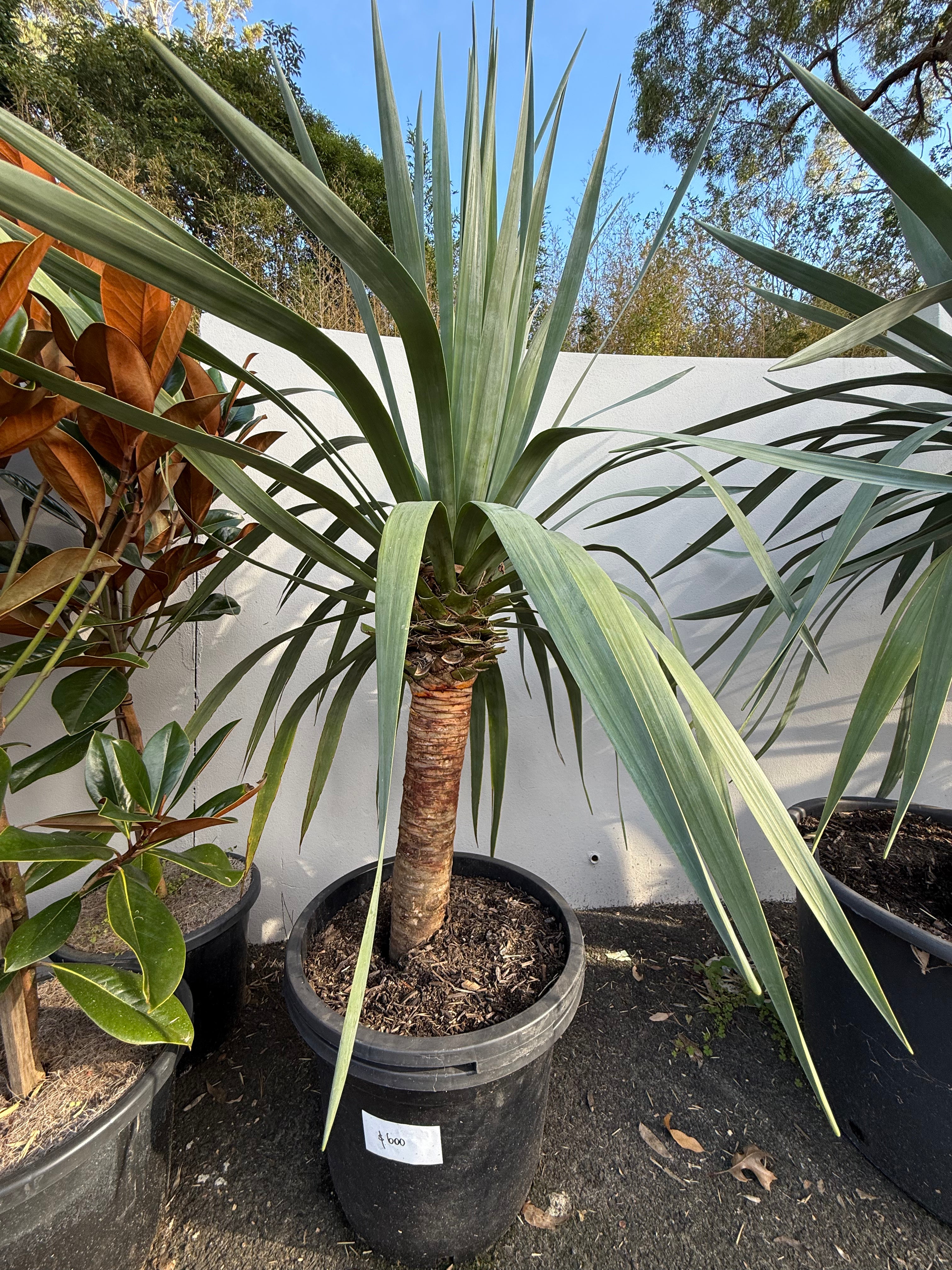 Dragon Tree (Dracaena draco)